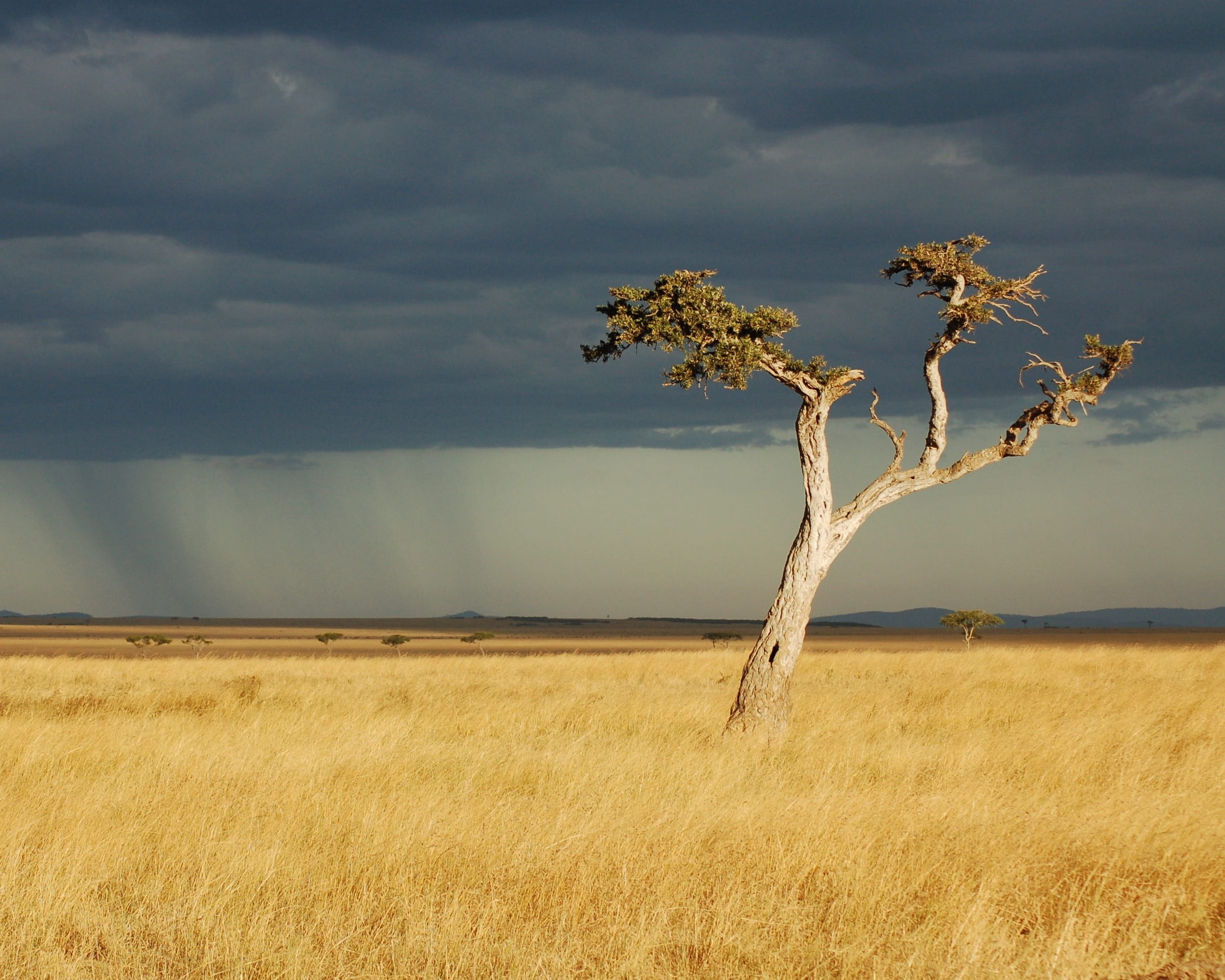 tree on brown grass field during daytime savanna africa kenya 2k