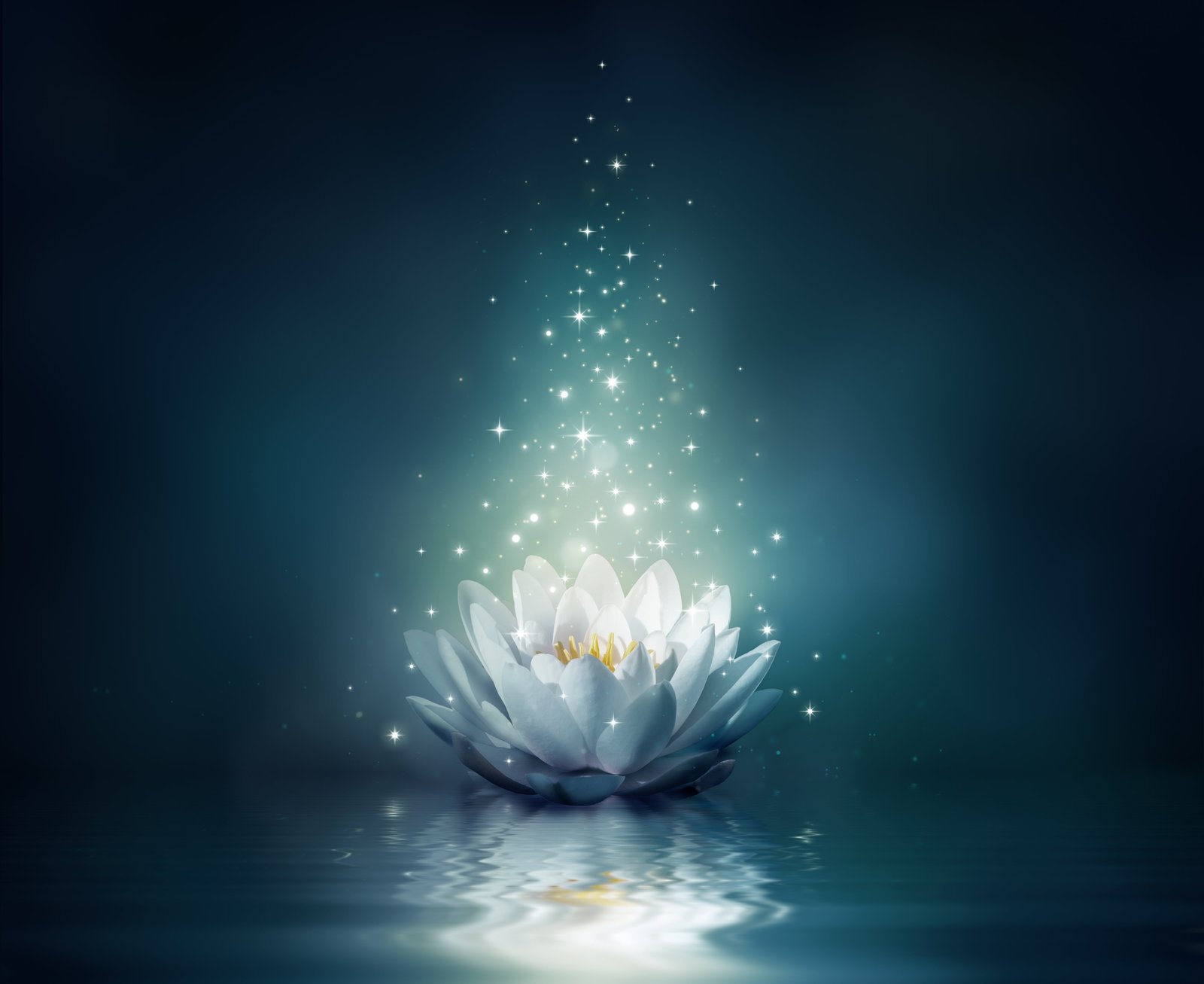 white lotus flower illustration water lights sparkle bloom 2k 4k 5k