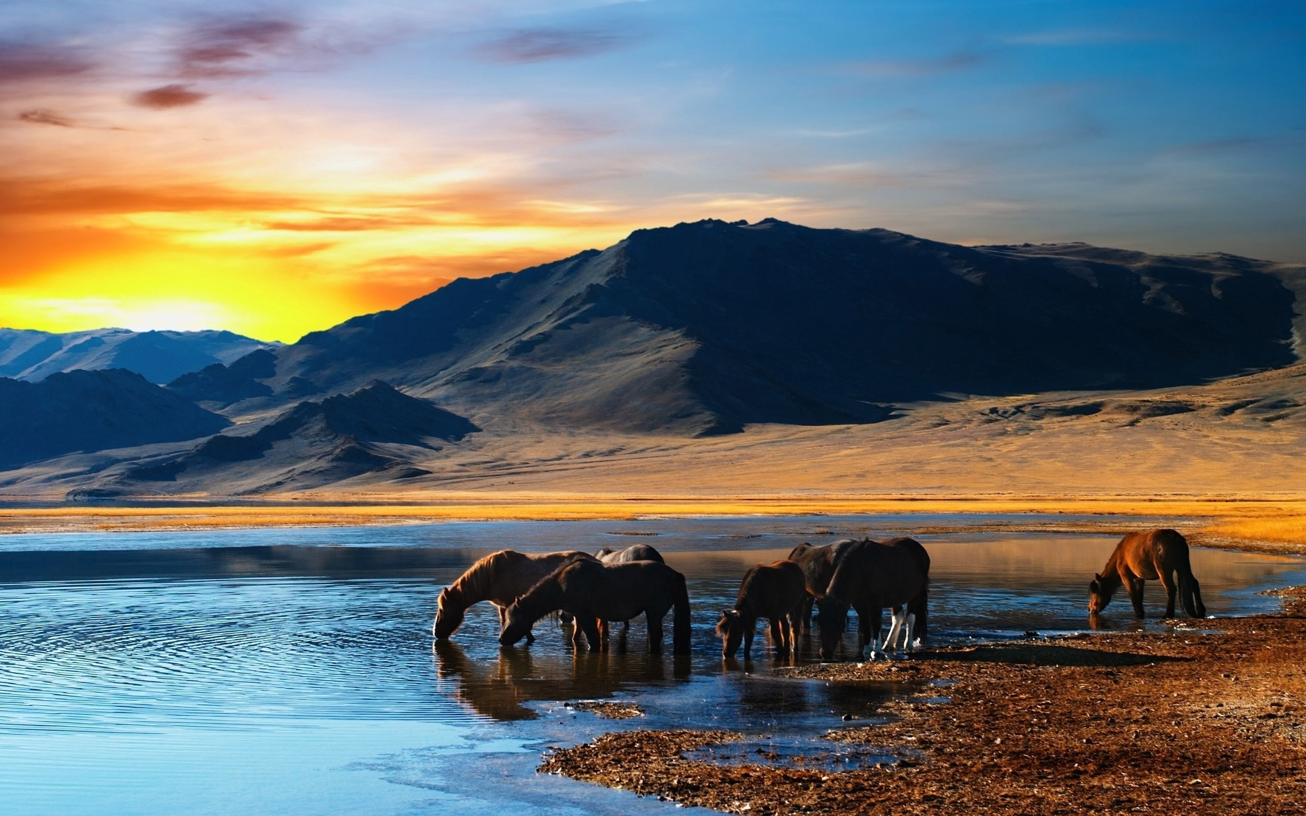 group of horse tabun mountains sunset beach water drink 2k