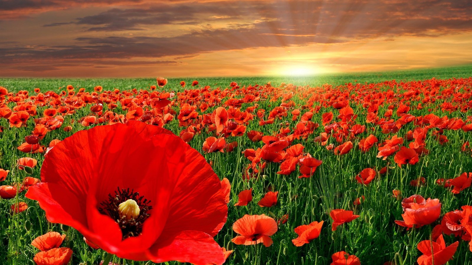 widescreen nature high resolution 2k