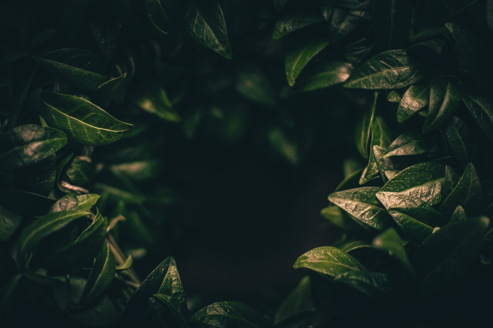 dark green elaf background shadow darkness 2k 4k 5k