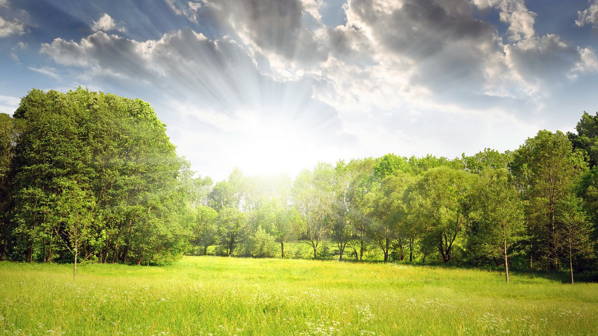 for desktop nature scenes beautiful scenery plant 2k