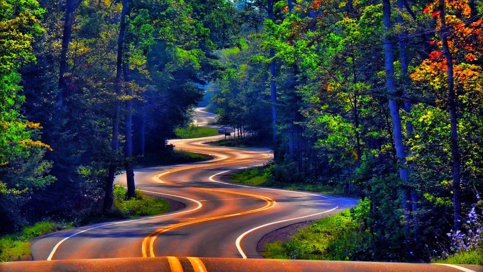 gray top road trees forest grass street nature landscape 2k