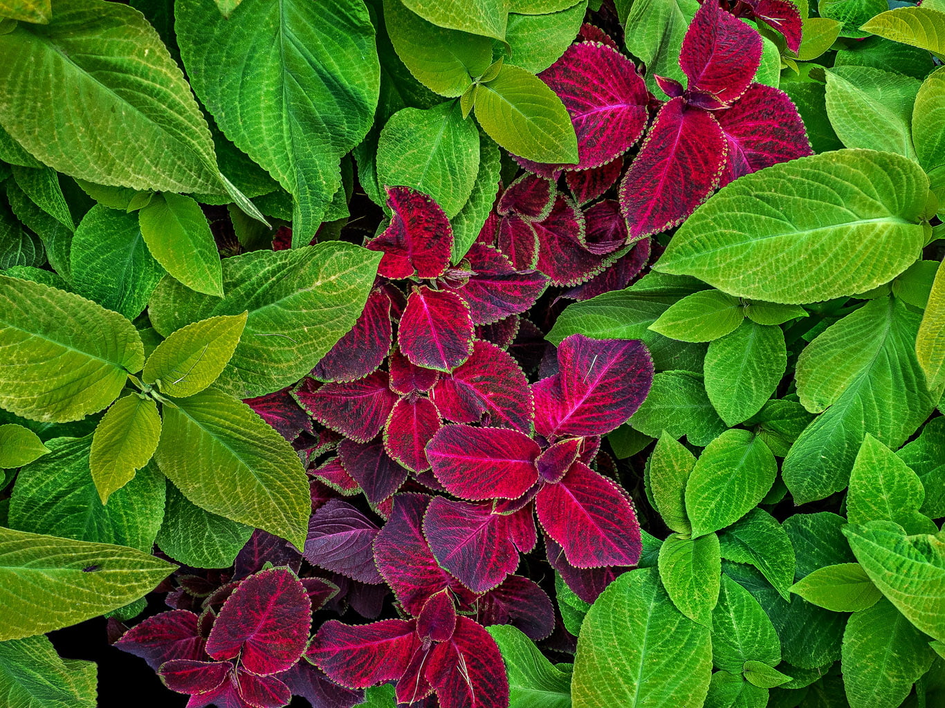 green and purple leaves Green flowers composition color