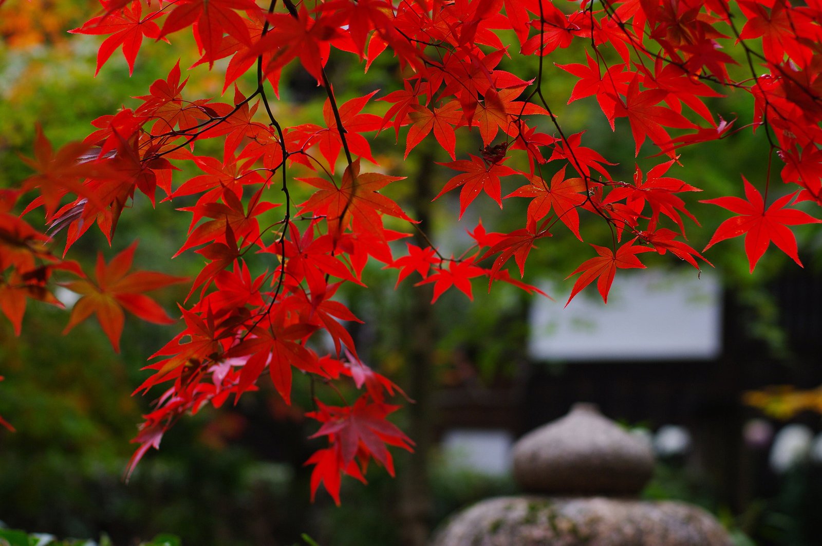 red maple leaf branches nature foliage Japan garden autumn 2k