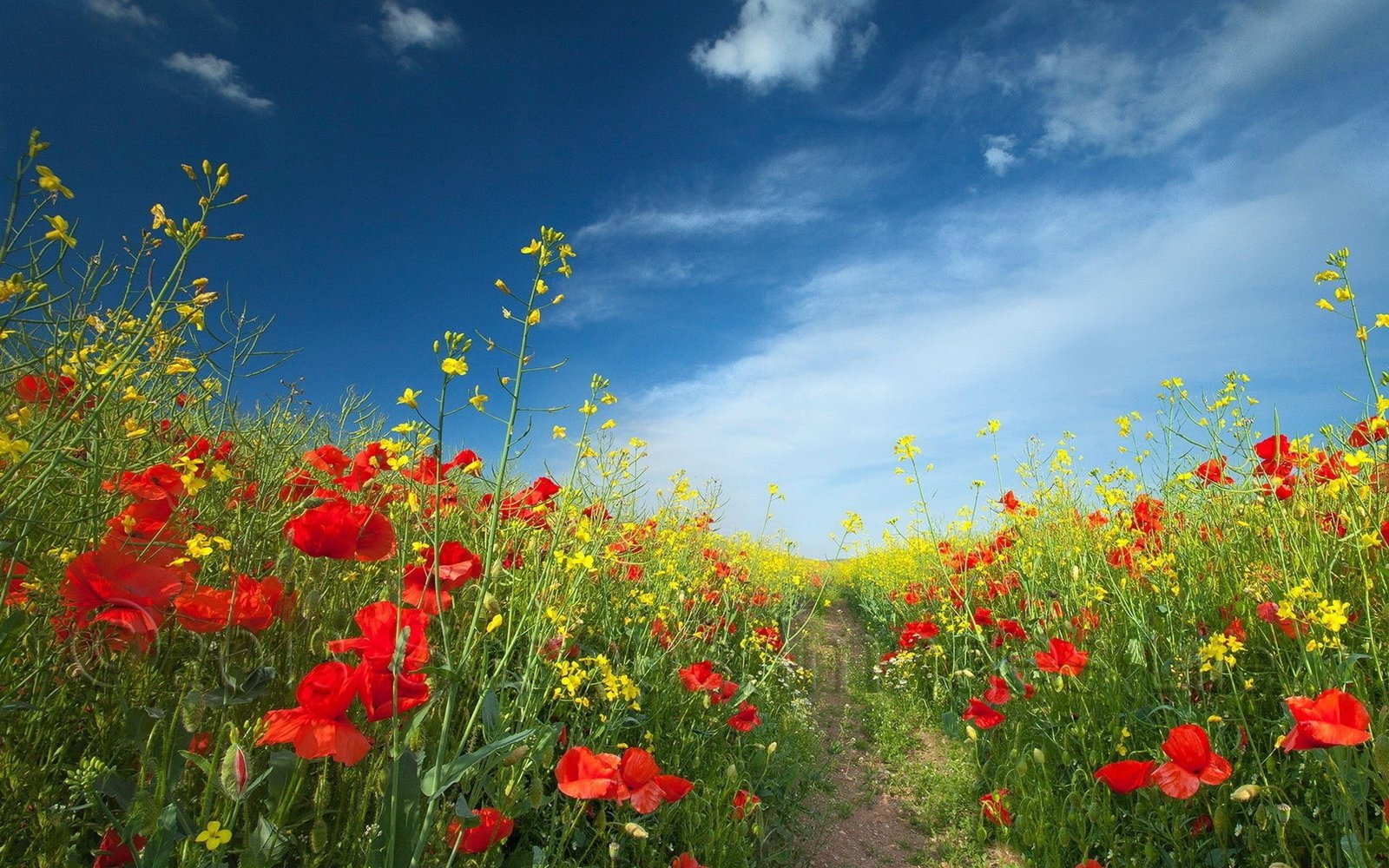 red Papaver rhoeas flower field during daytime nature photography 2k