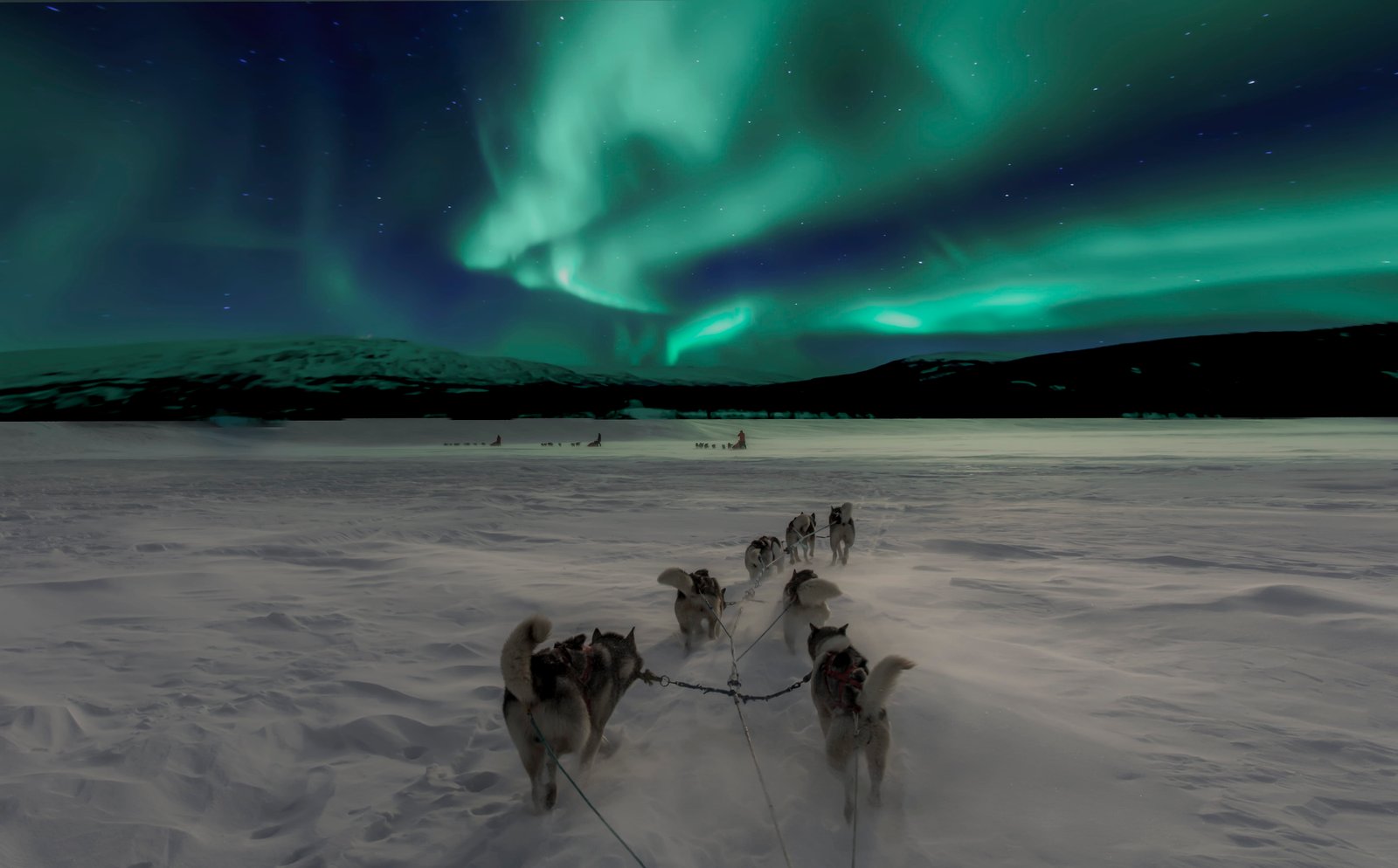 scenery of aurora Siberian huskies with sleigh harnesses walking on snow covered field during night 2k 4k 5k