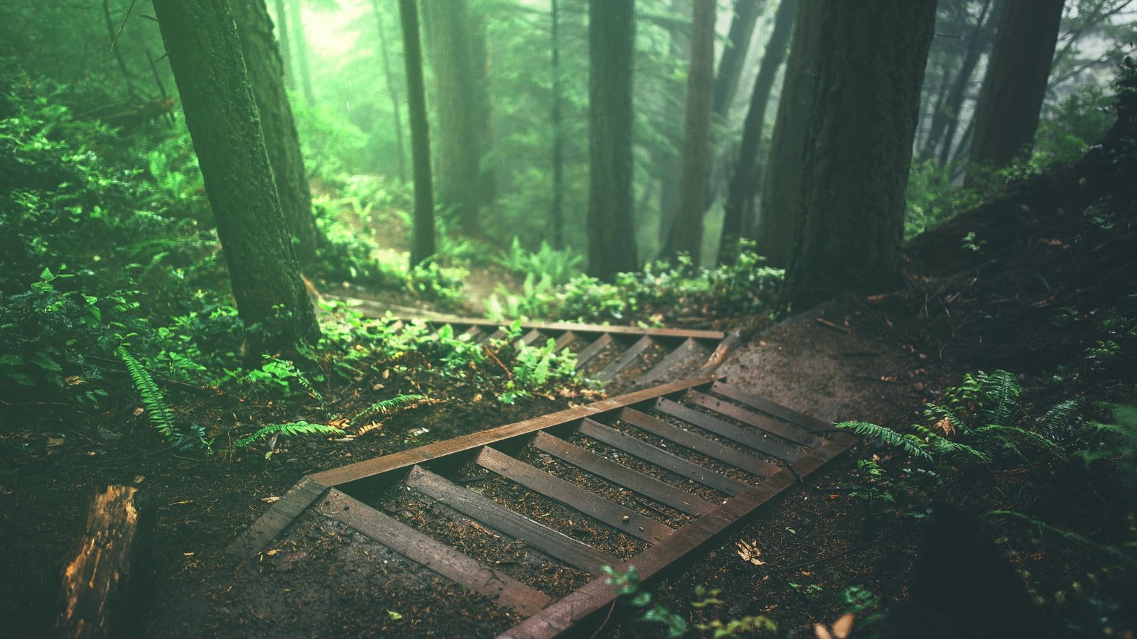 trees and stairs wallpaper deep forest nature plants jungle 2k