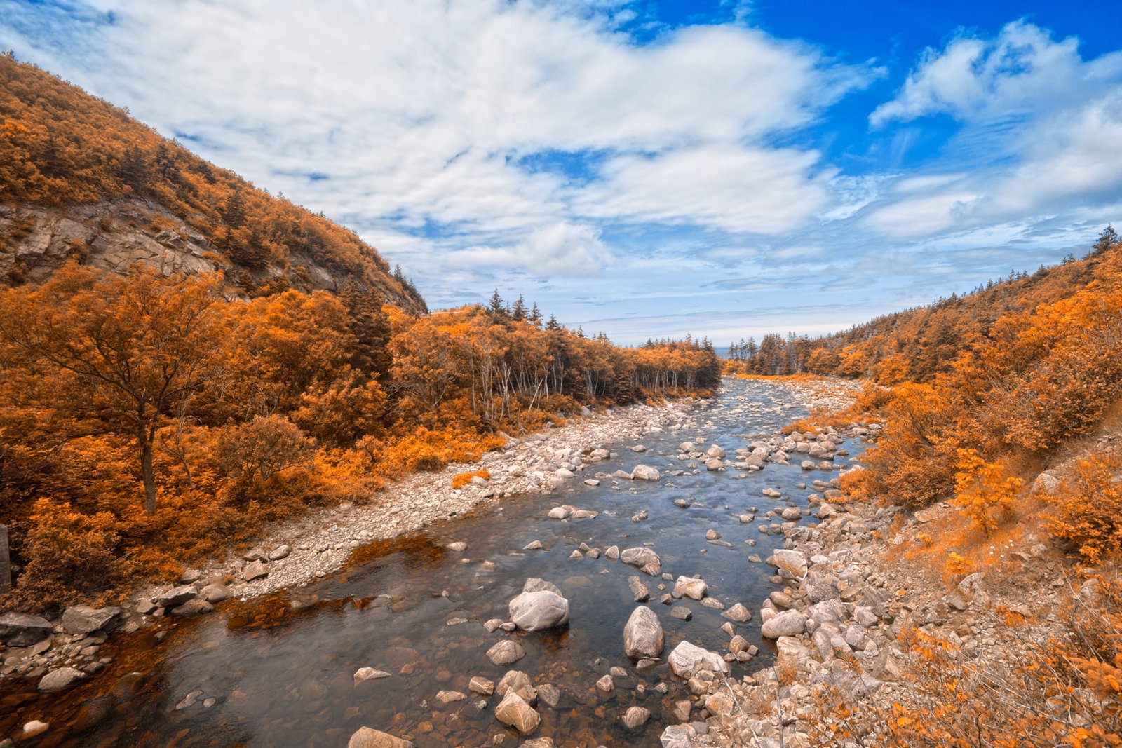landscape photography of brown leaf trees and river during daytime 2k