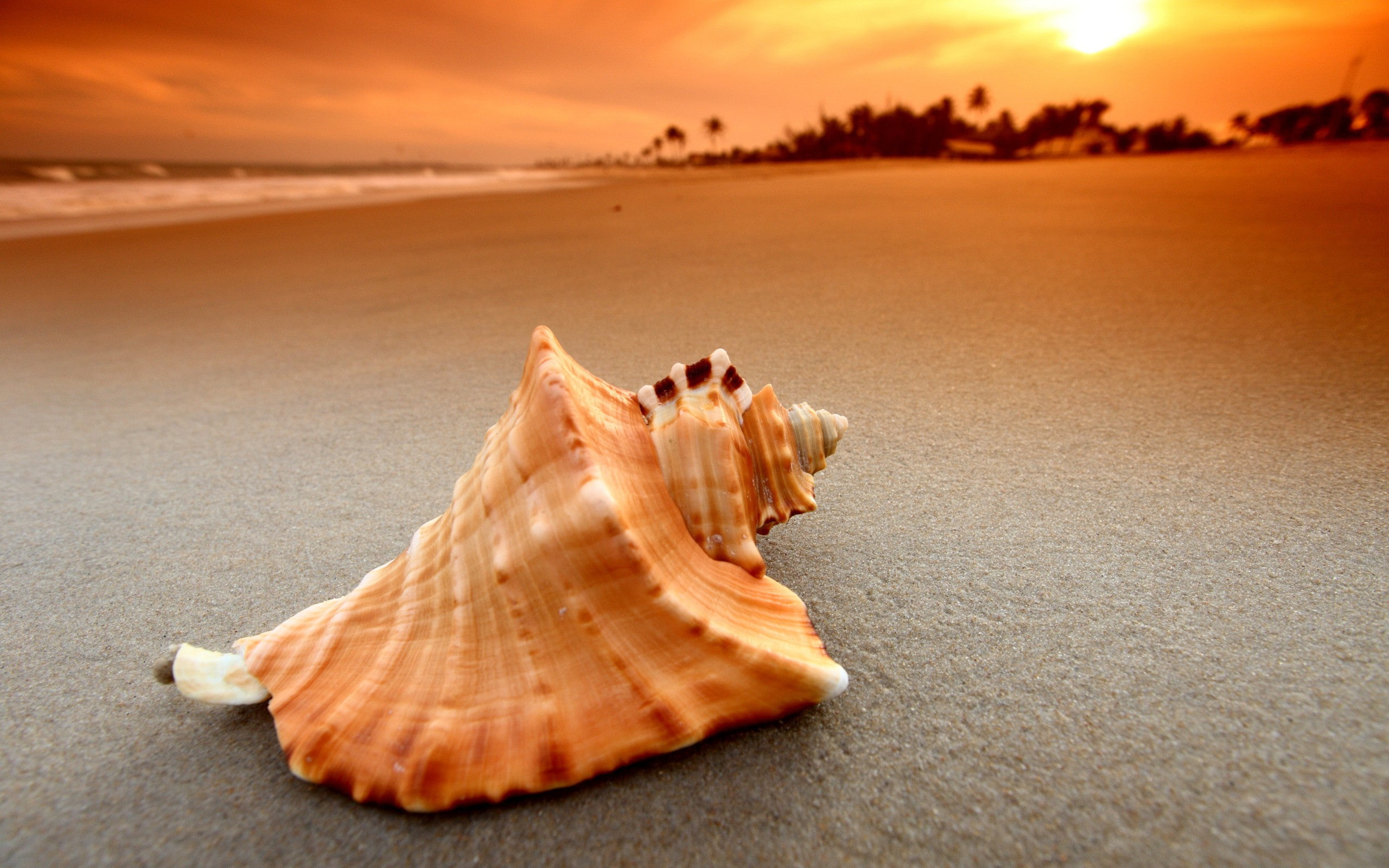 beach sand sunset sea waves nature seashells 2k