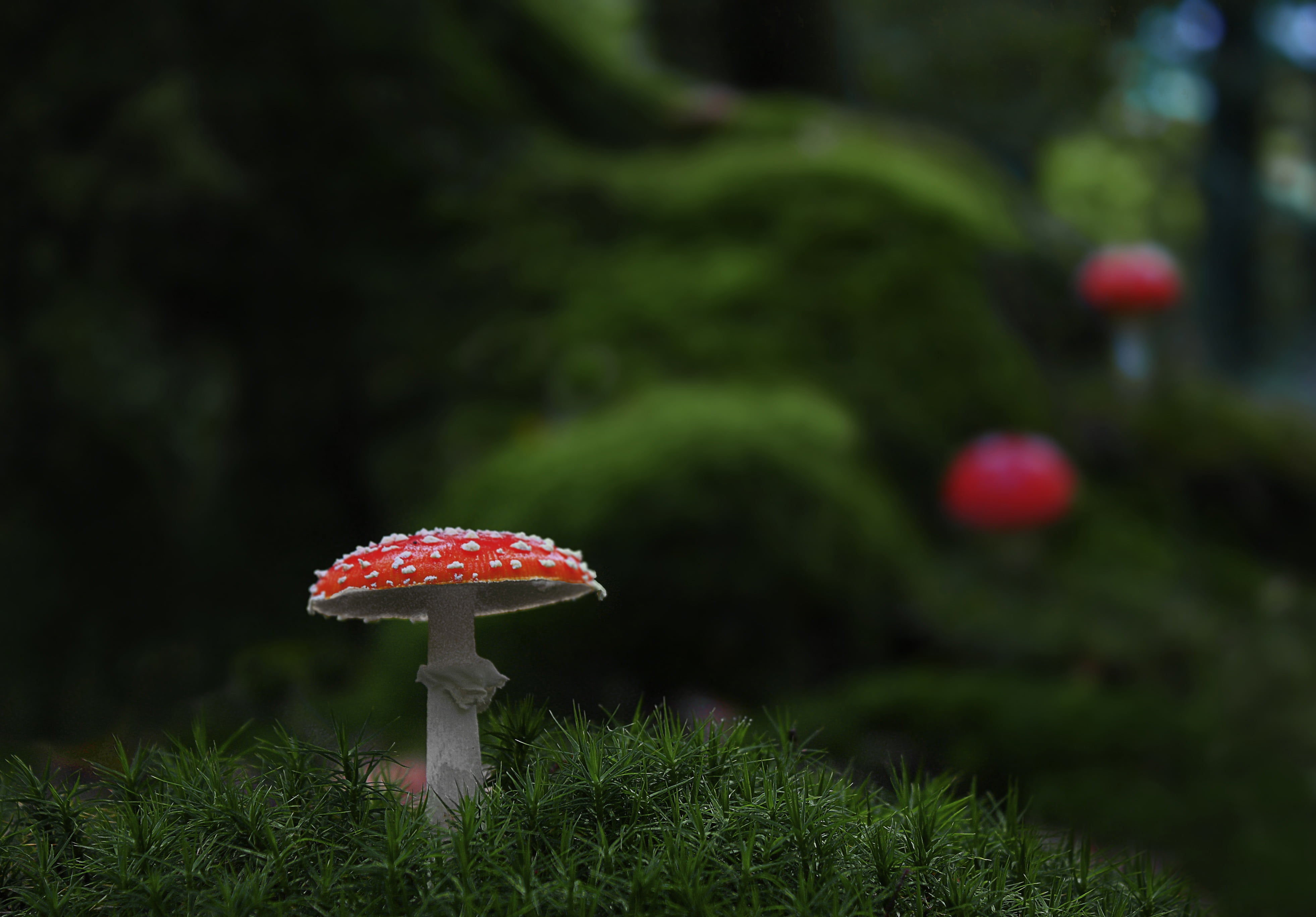 shallow focus photography of red and white mushroom mushrooms 2k 4k