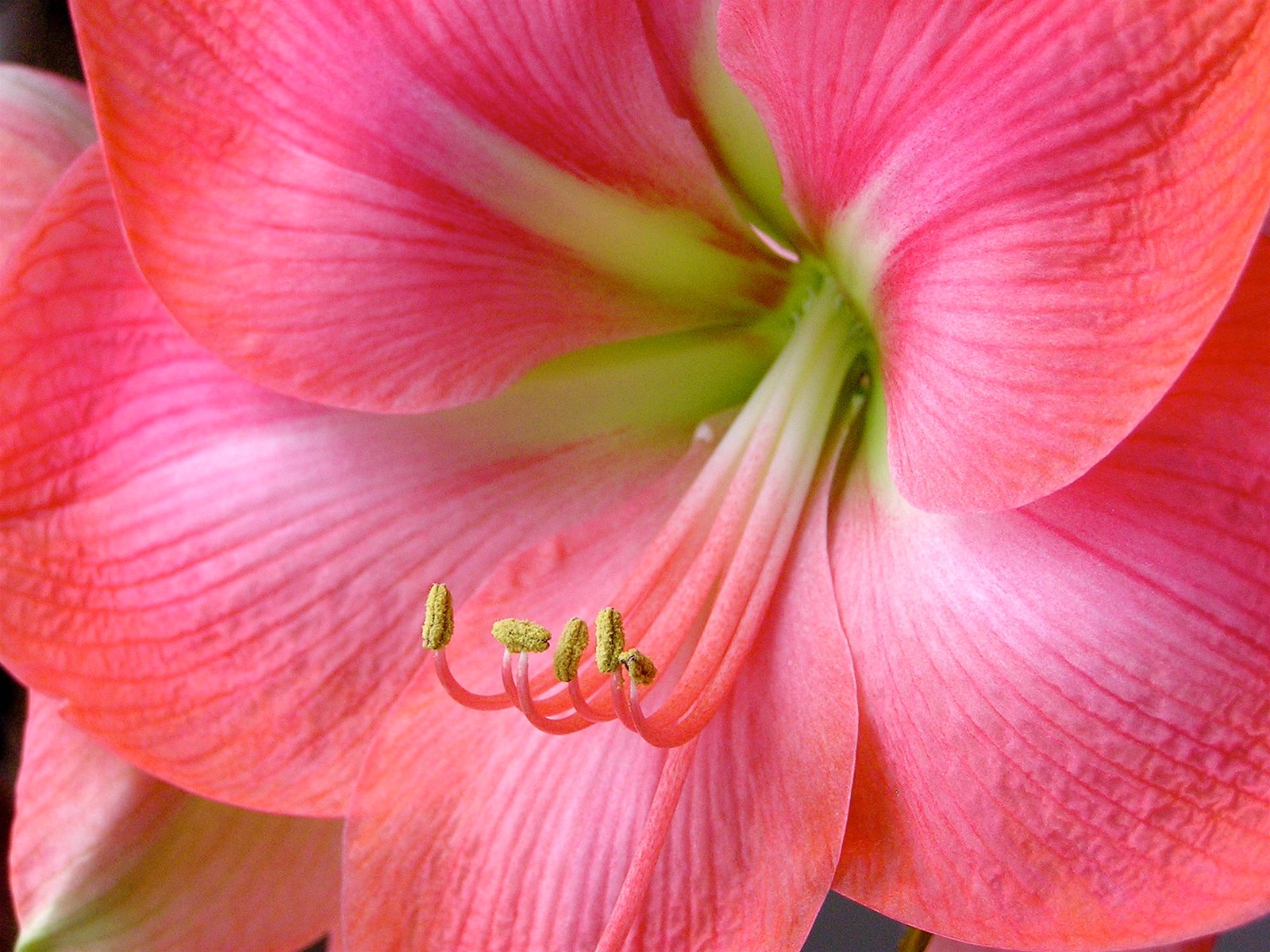 pink flower stamens macro curvy amaryllis nature plant 2k