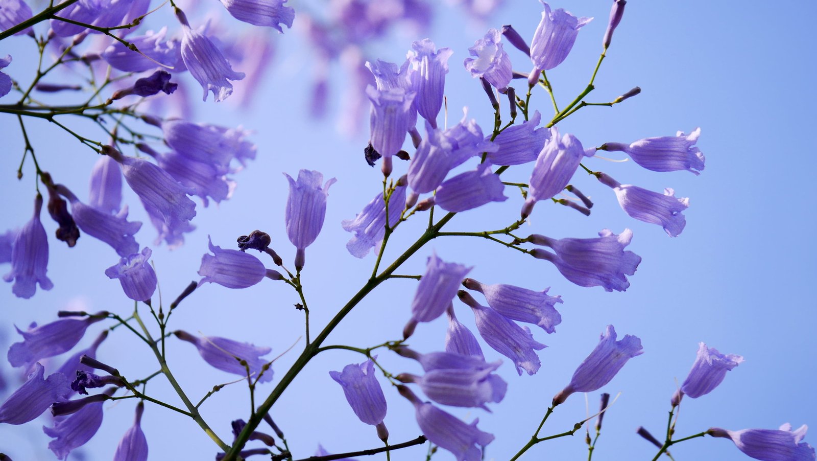 purple petaled flowers in closeup photography nature branch 2k