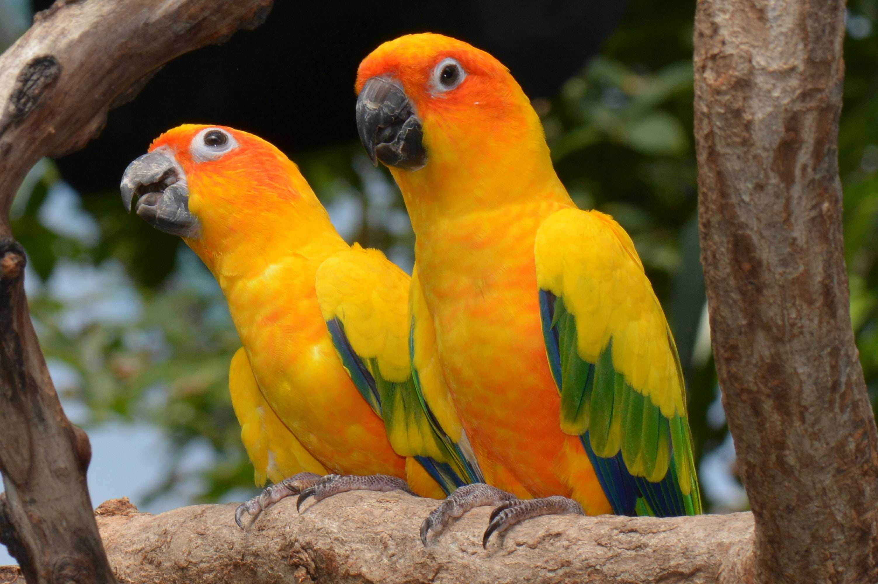 selective focus photography of two sun parakeets conures 2k