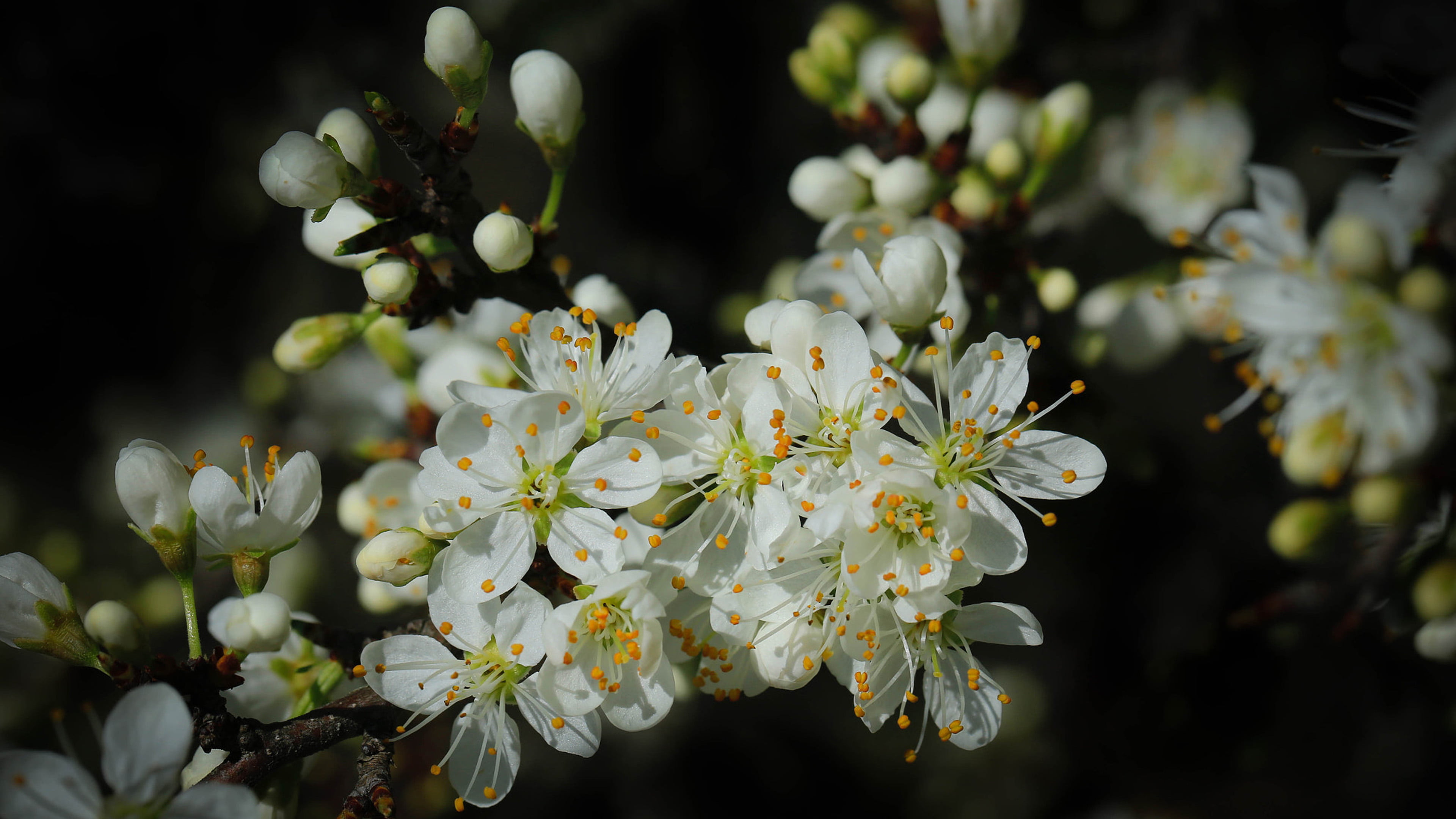 Spring Cherry Blossom Green Leaves And White Flowers On Black Background Ultra Hd Tv Wallpaper For Desktop Laptop Tablet Mobile Phones 2k 4k