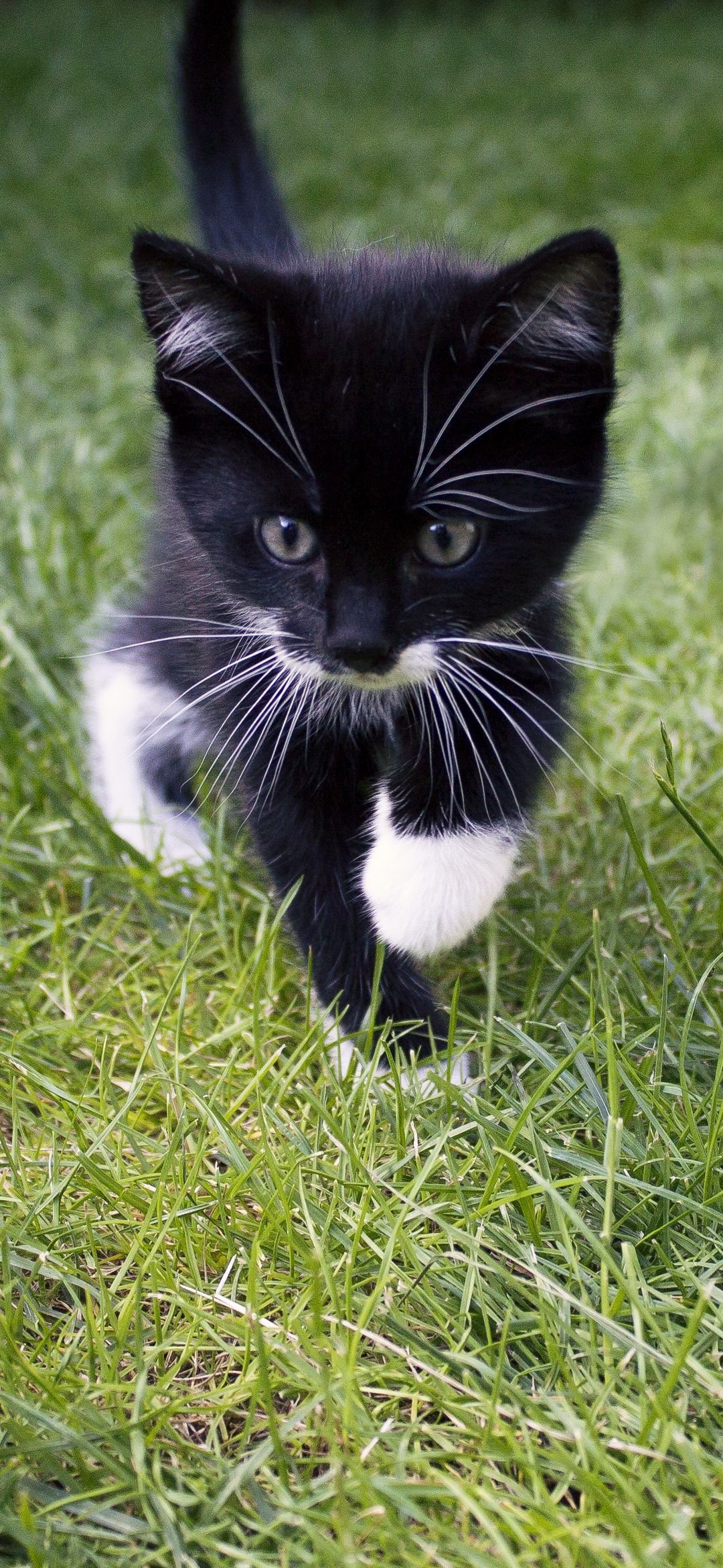 Little cat