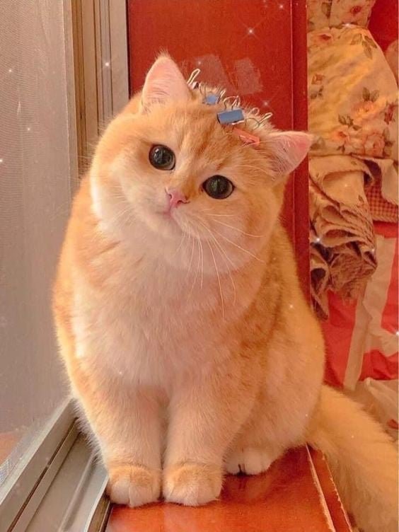 Cute Cat Girl