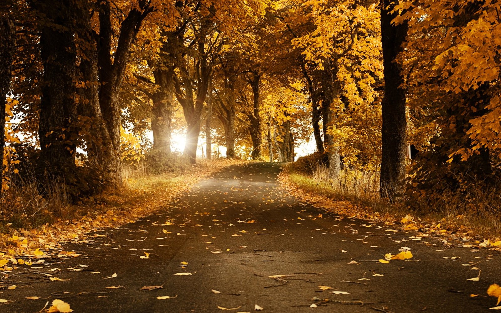 Best Wallpapers for Laptop Nature Autumn beautiful nature wallpapers 2k
