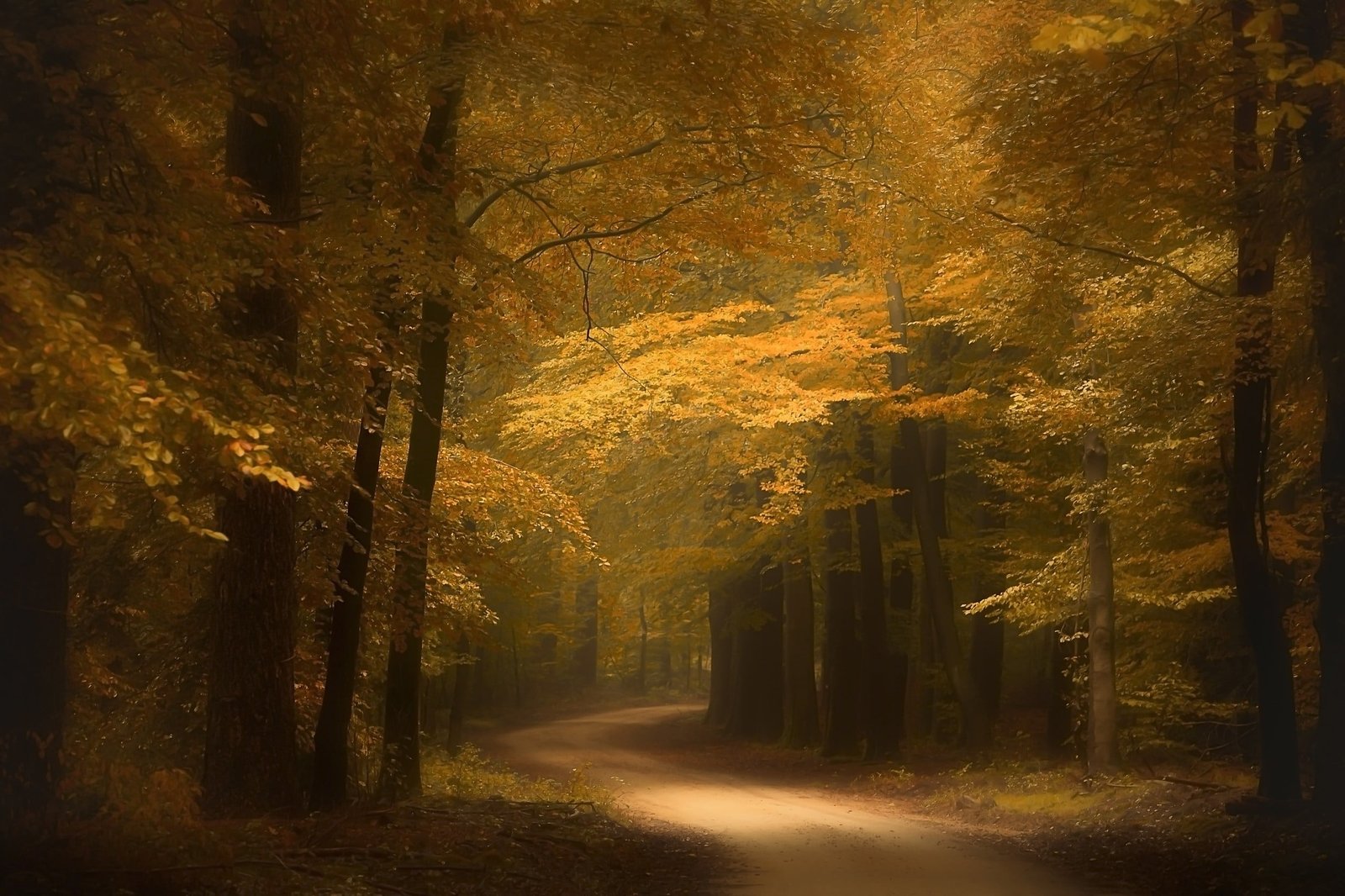 brown leafed forest trees painting photography nature landscape 2k