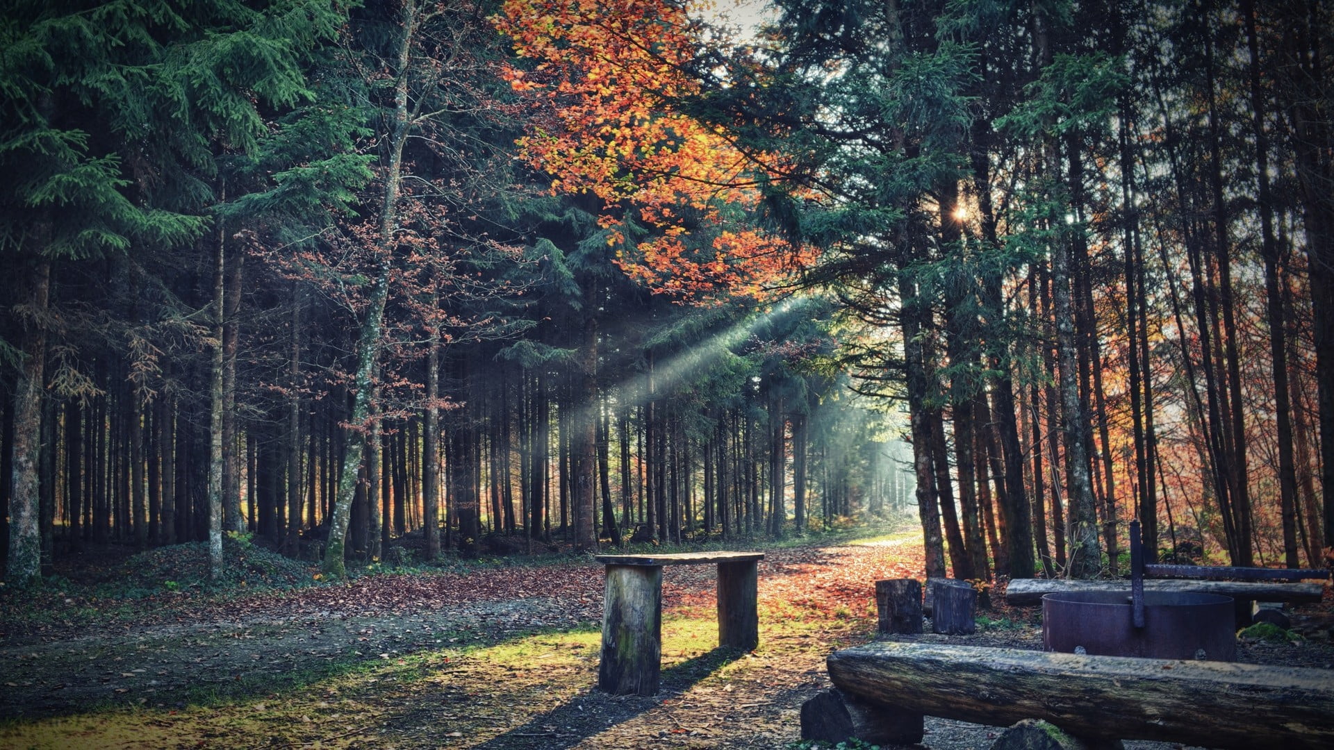 brown wooden benches wood bench between green leaf trees 2k