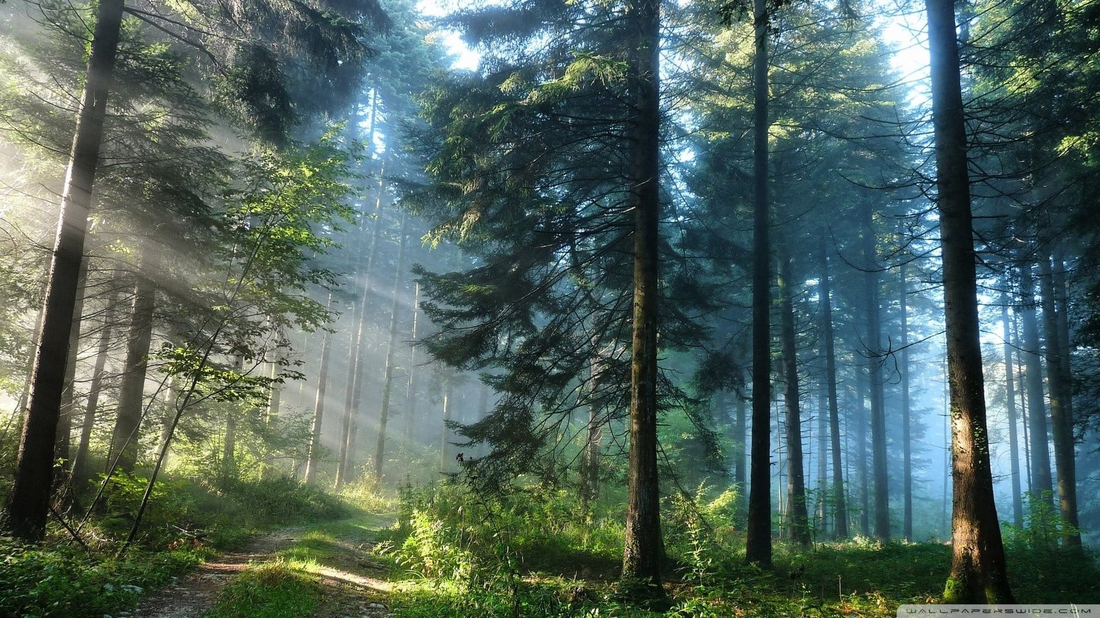 green leafed trees forest landscape nature sunlight plant 2k
