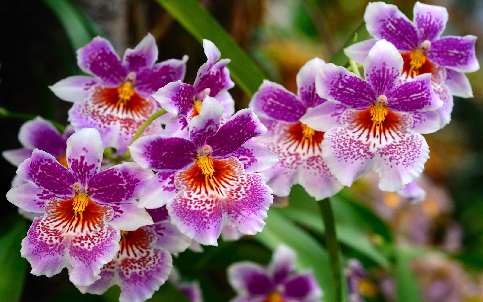 Beautiful Nature Flowers Desktop Background Wallpapers Hd Free 2k