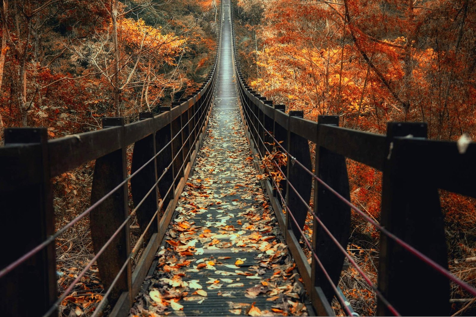 brown wooden bridge surrounded with maple tree between trees 2k