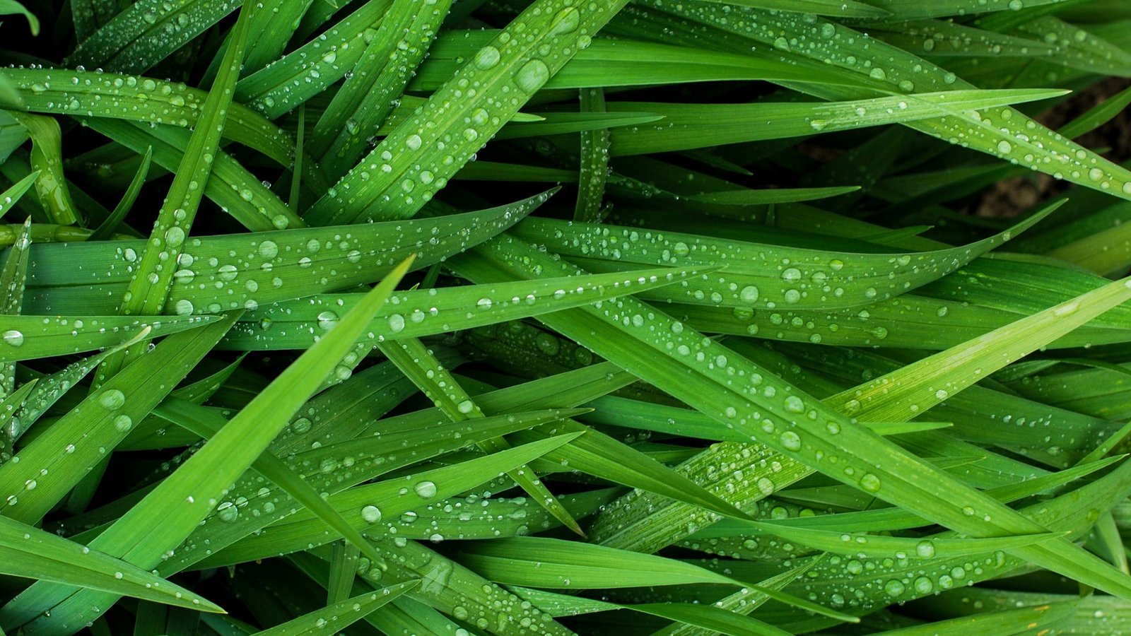 green leafed plant grass water drops photography color 2k