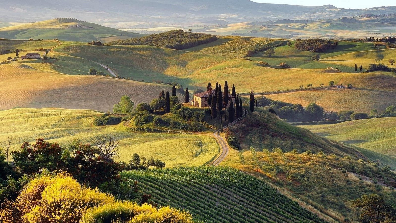 green leafed tree nature landscape Italy field hills Tuscany 2k