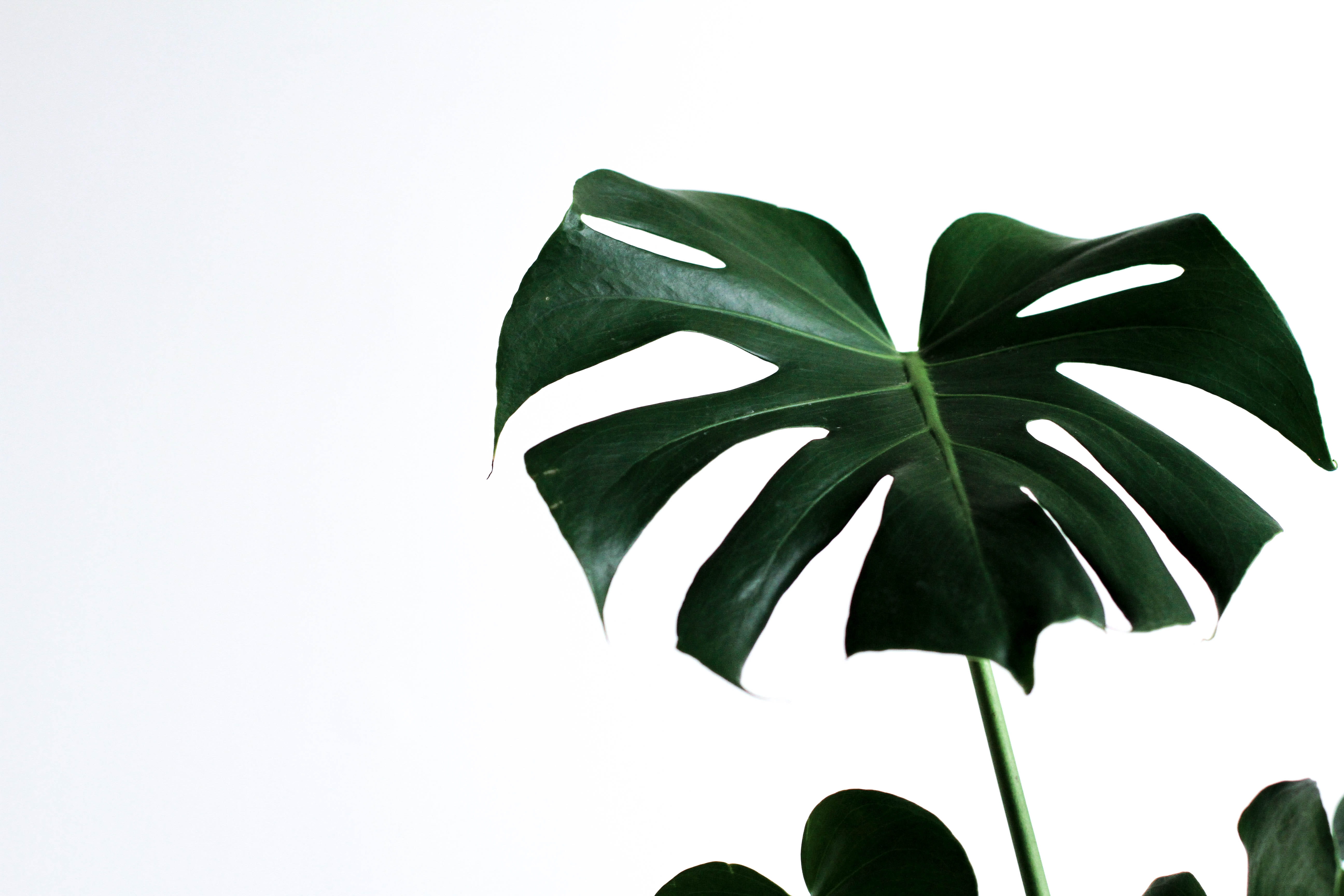 green leafed plant monstera minimal monday 2k 4k 5k