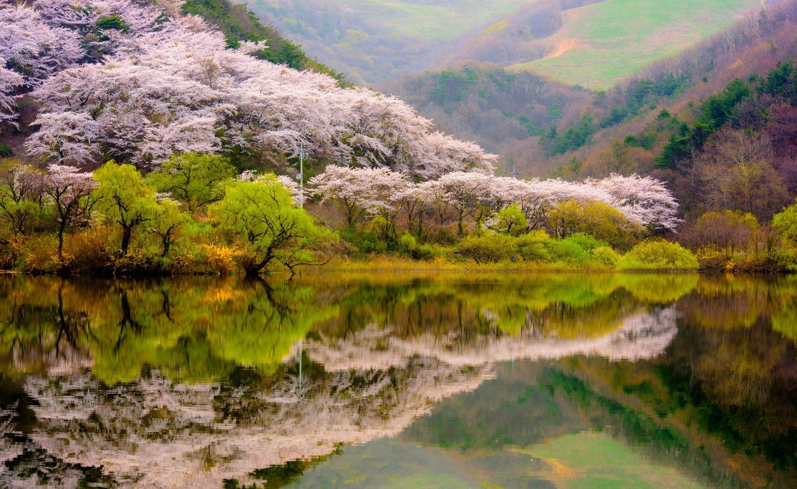 green leafed trees spring forest mountains lake reflection 2k