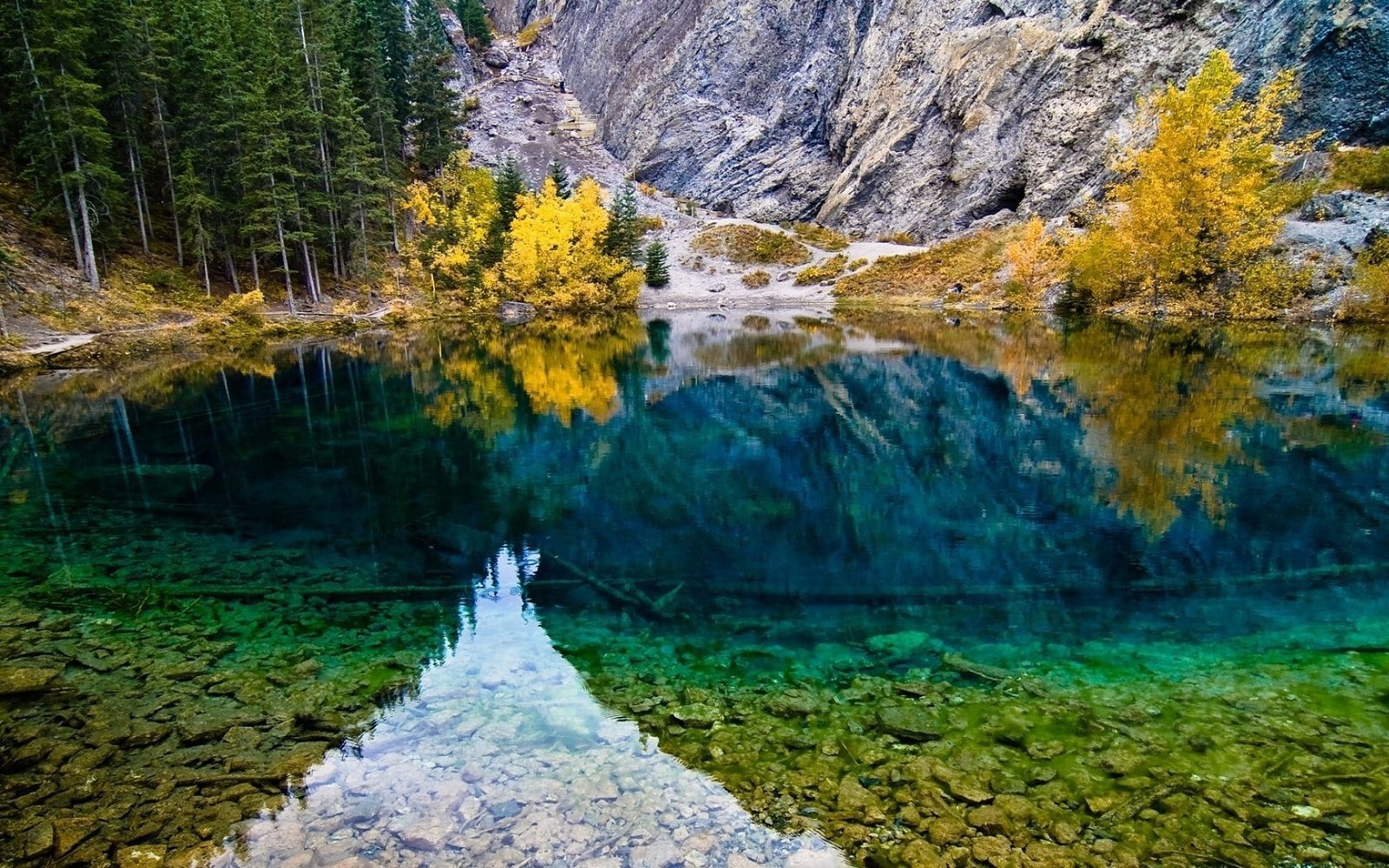 laptop backgrounds nature images tree plant water 2k