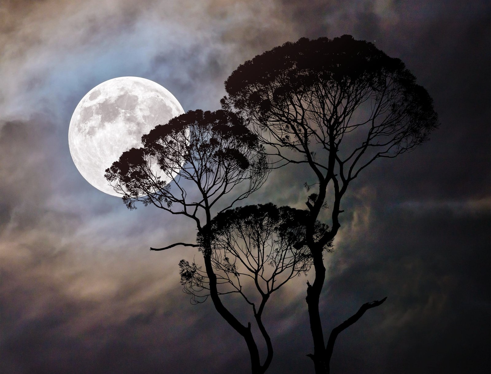 moon tree dark moonlight night landscape nature sky 2k