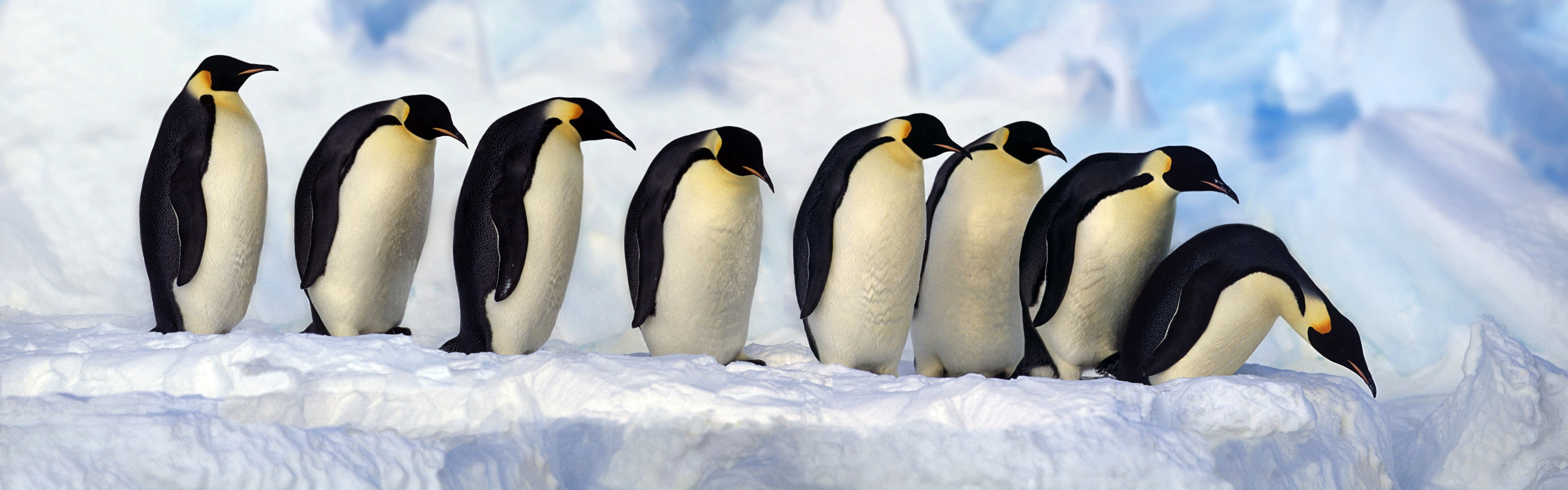 nature animals wildlife birds penguins cold temperature 2k 4k