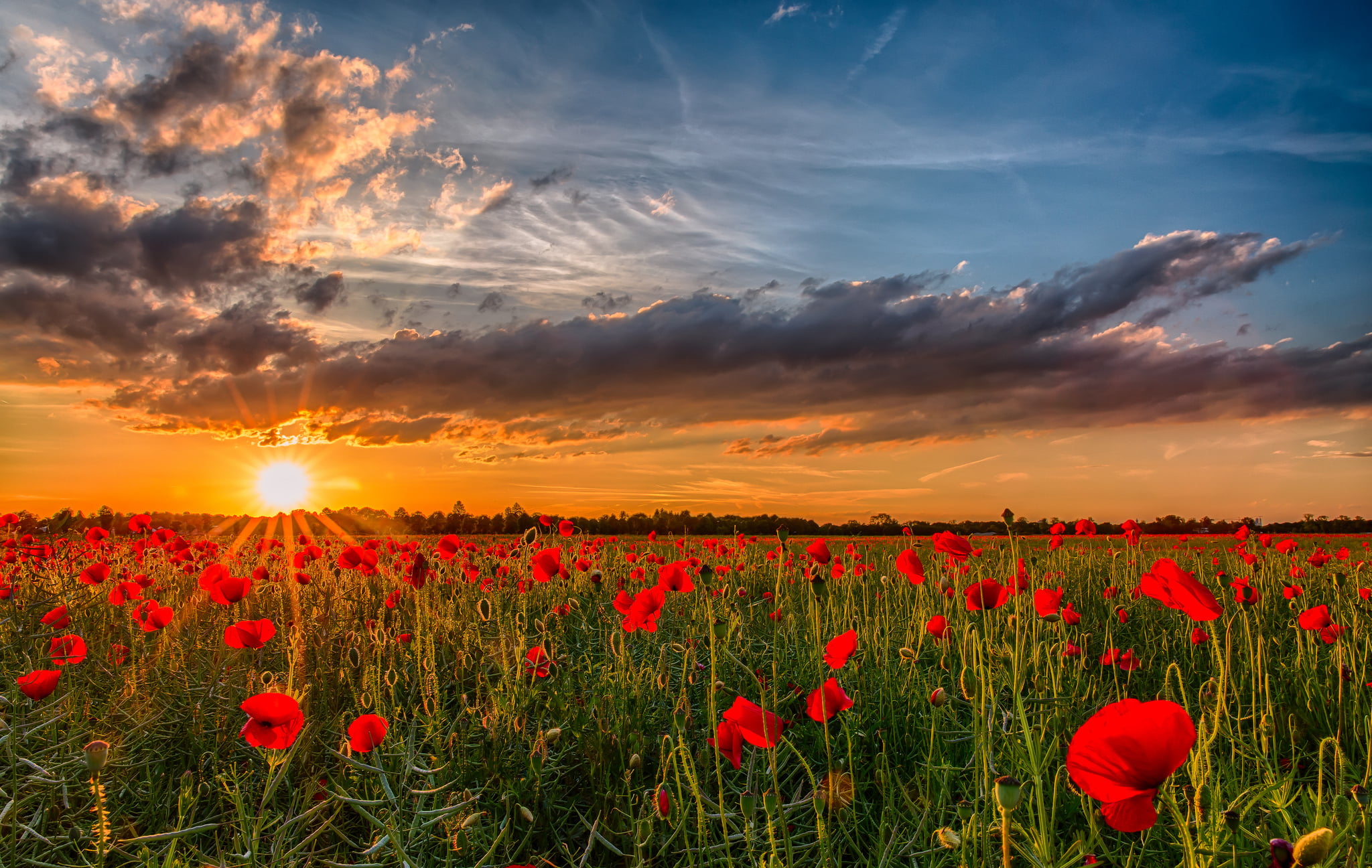 red poppy flower field the sun sunset flowers nature photo 2k