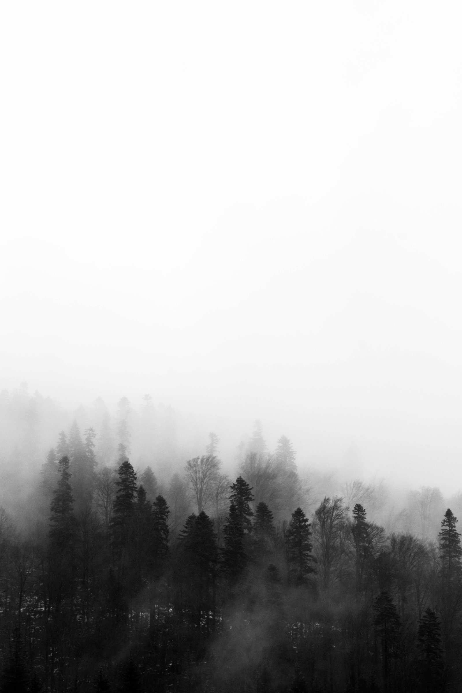 Trees black and white fog foggy forest grey landscape light 2k