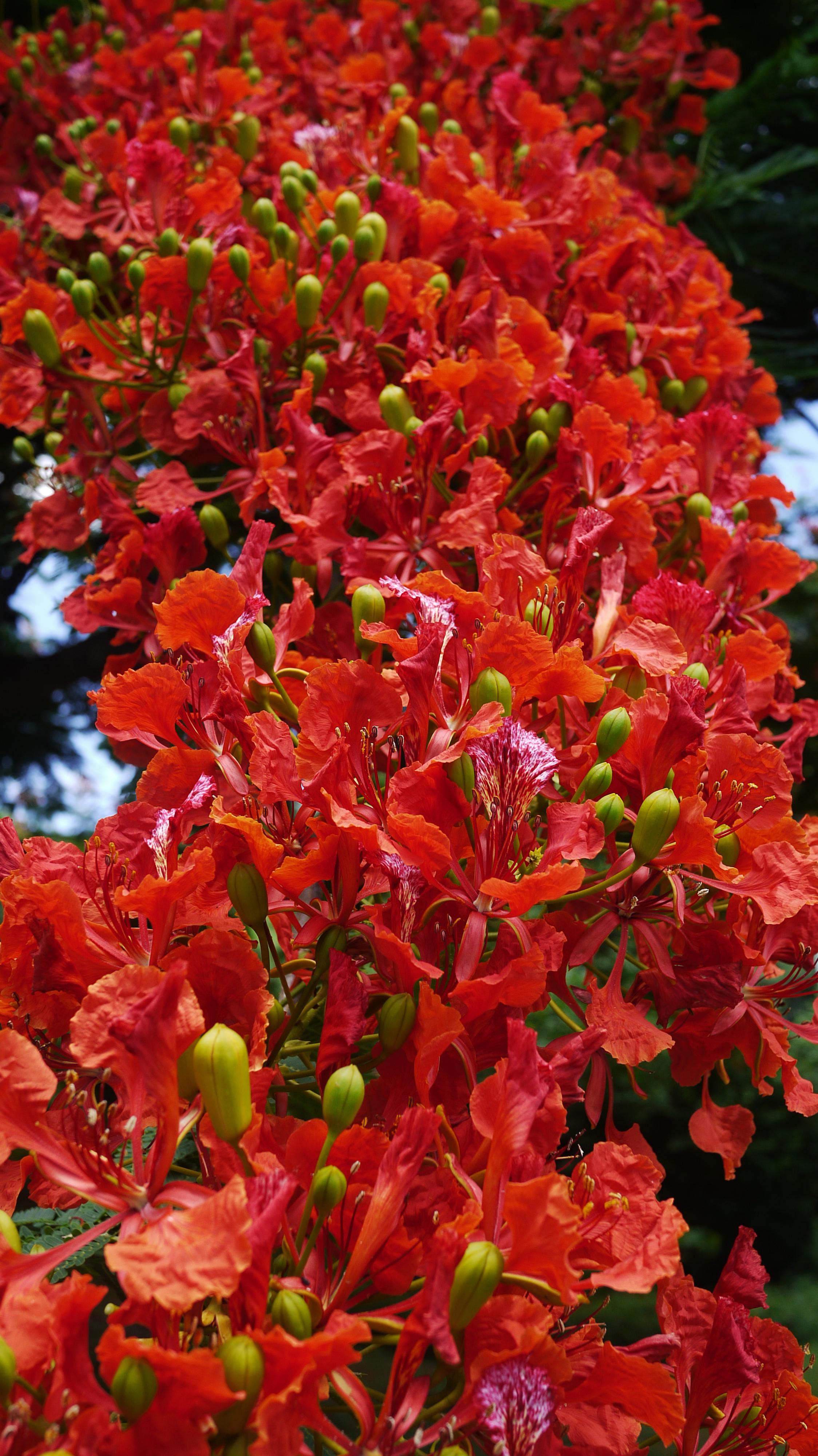 Trail of red flowers