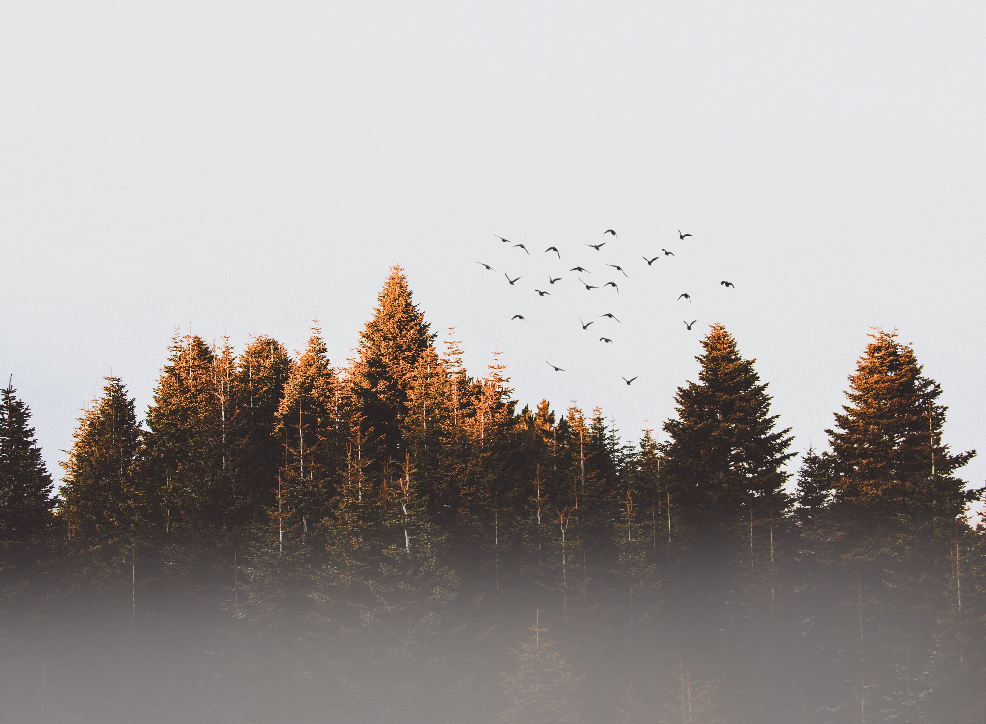 Flock Of Birds cold conifer dawn daylight desktop backgrounds 2k