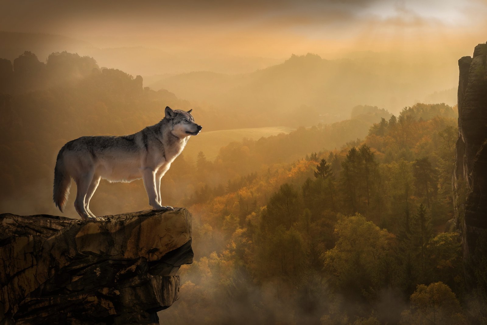 gray fox standing in mountain cliff wolf lonely rest sunset 2k 4k