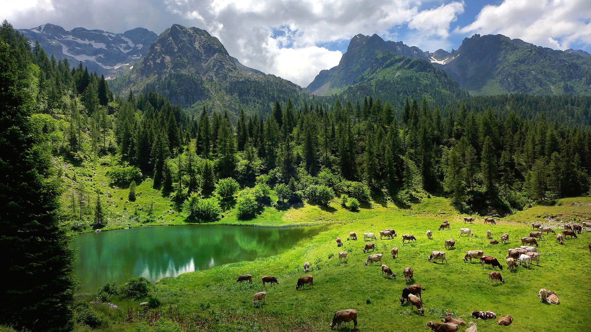 green leafed trees nature landscape forest Alps Italy water 2k