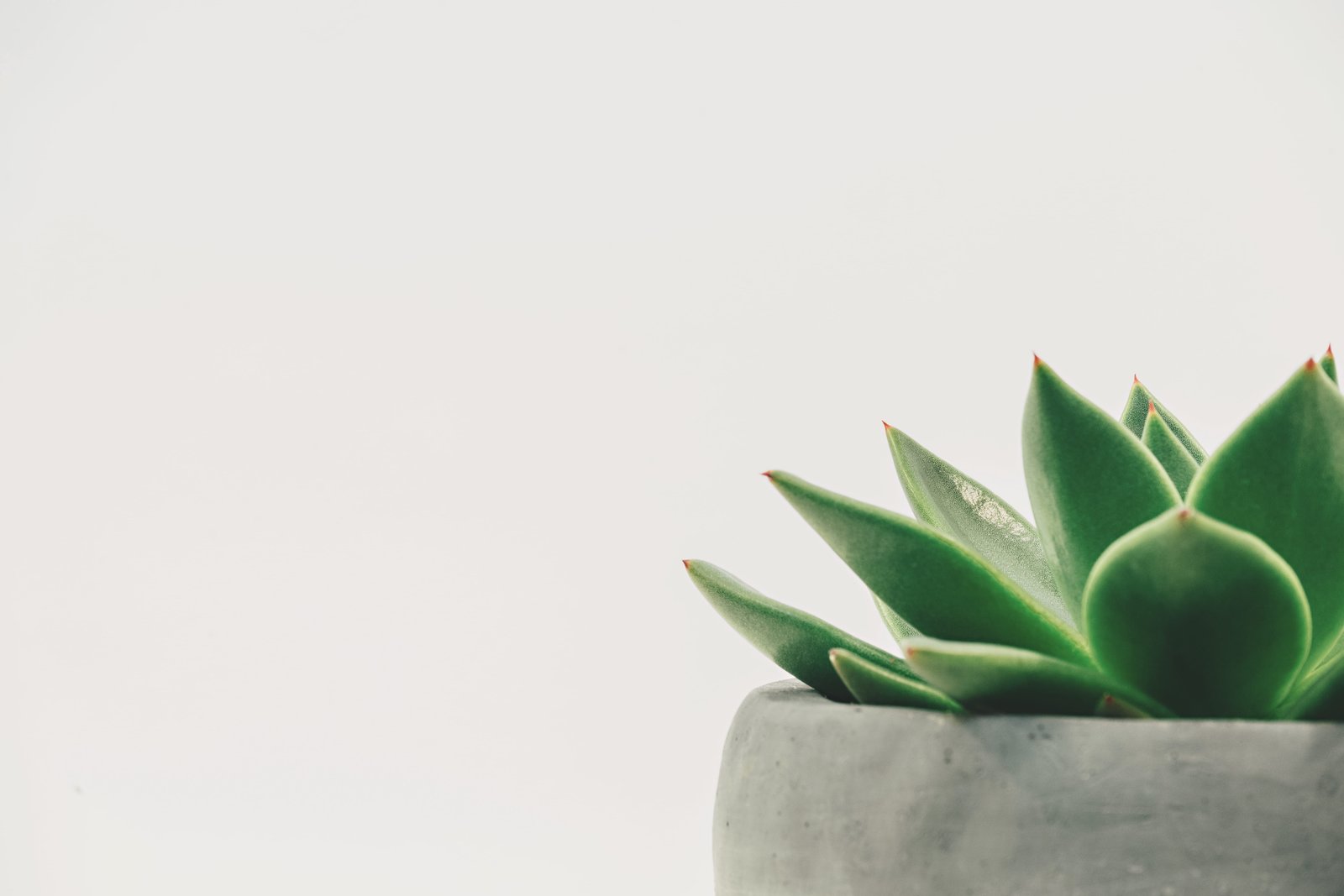 green plant succulent on gray pot Potted botanical minimalist 2k 4k 5k