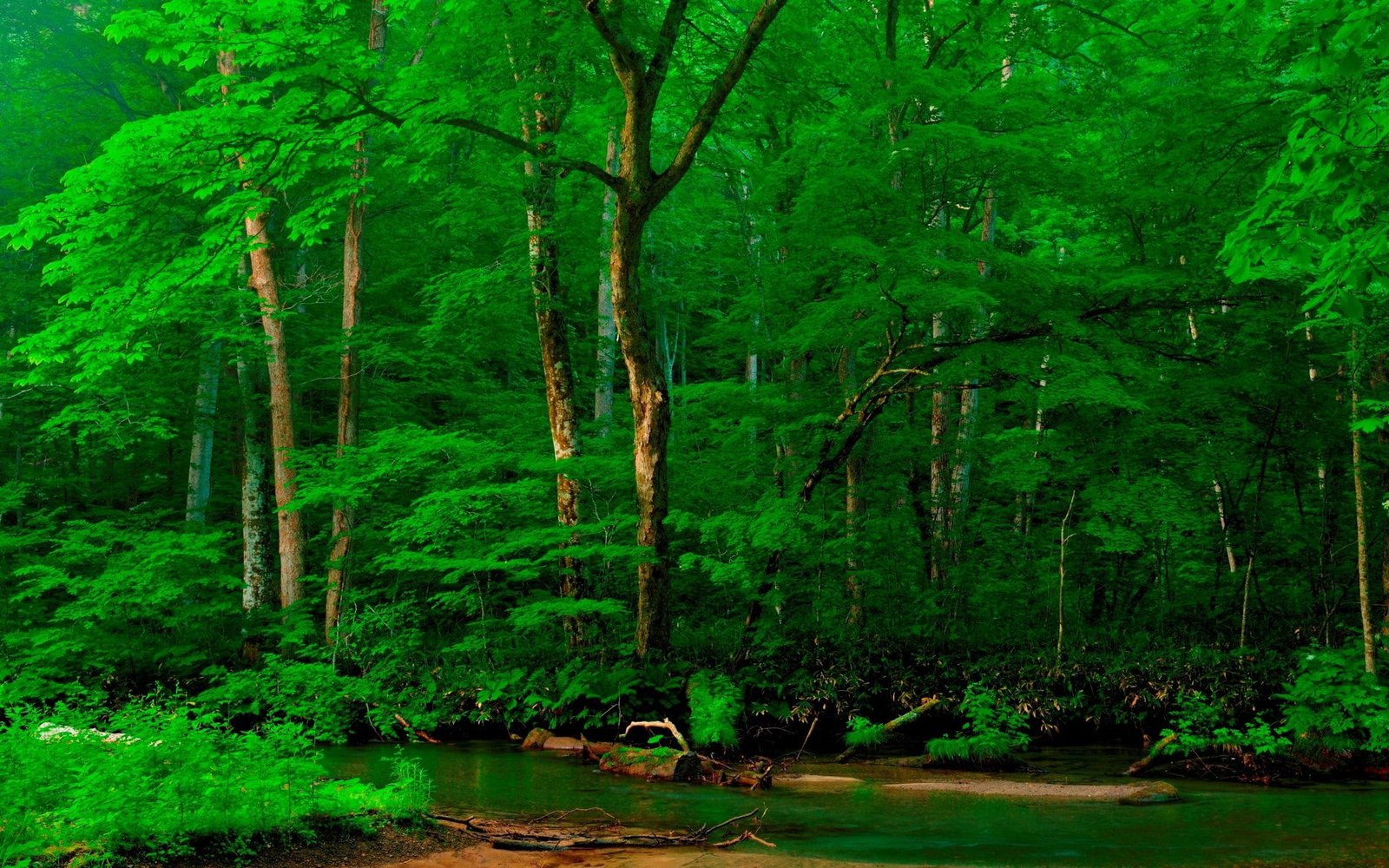 hd high resolution nature tree plant forest green color 2k