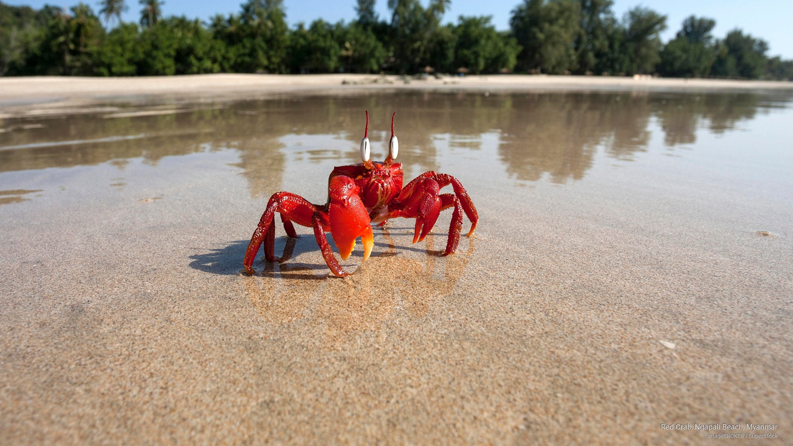 Red Crab Ngapali Beach Myanmar Ocean Life 2k