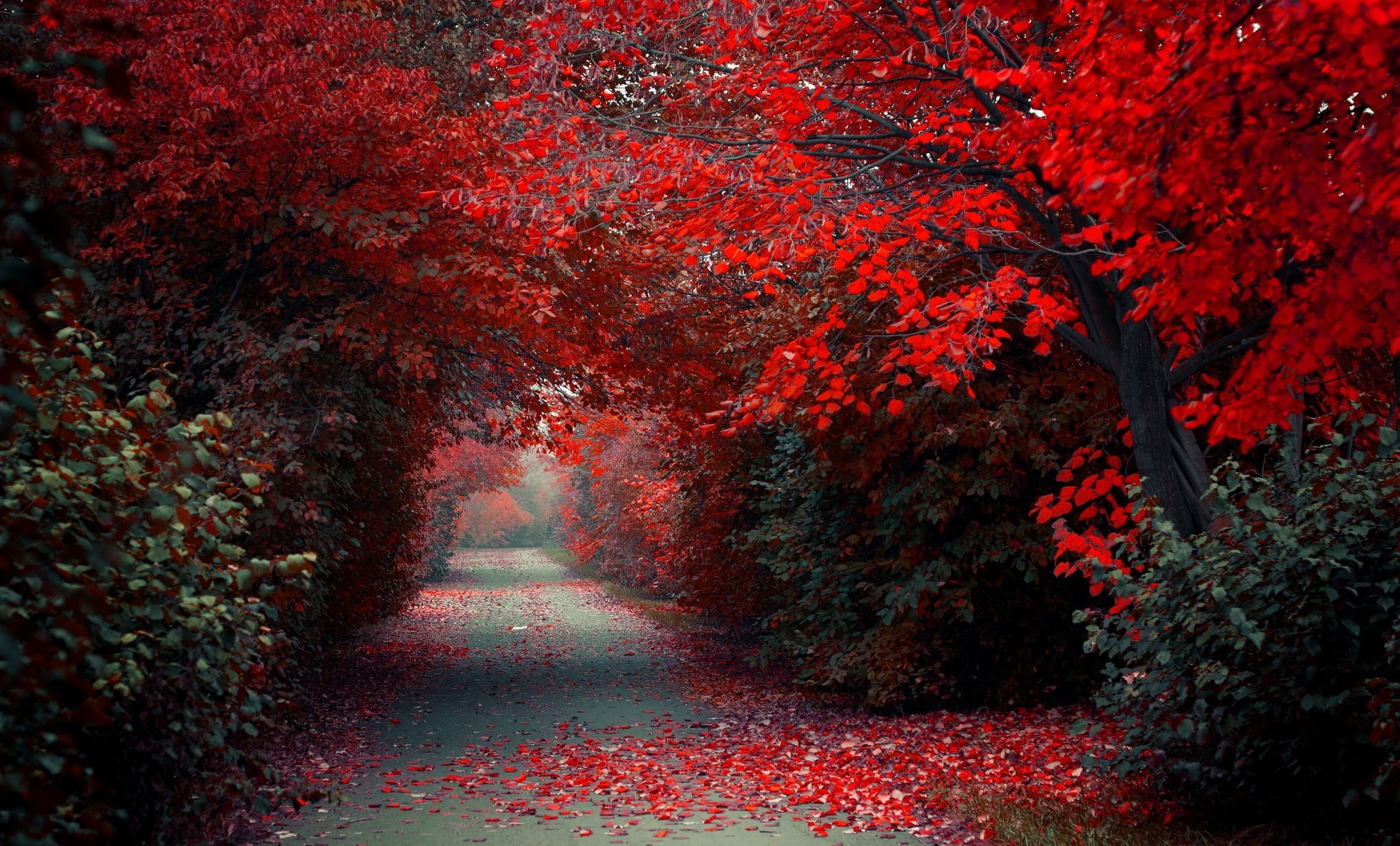 red trees path road fall nature landscape selective coloring 2k