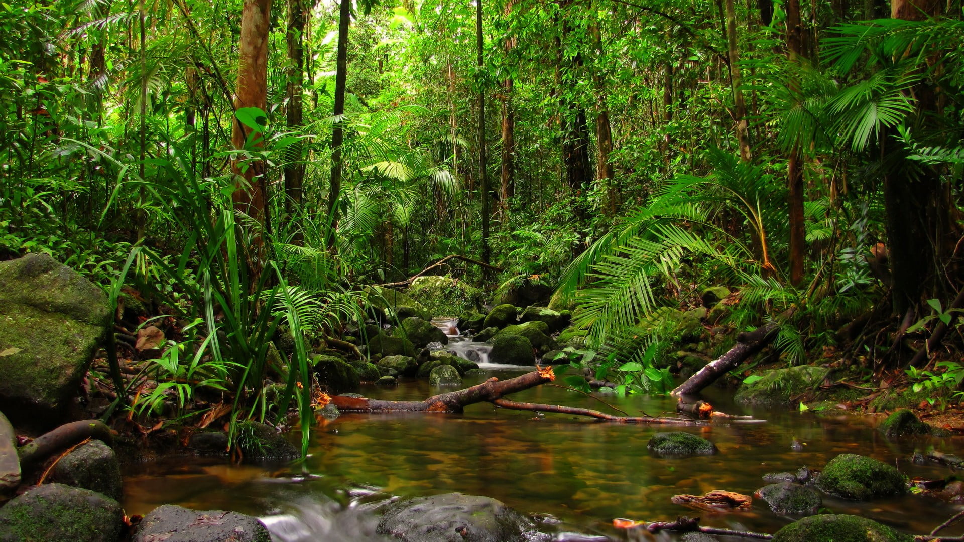 vegetation water nature tropical rainforest stream watercourse 2k