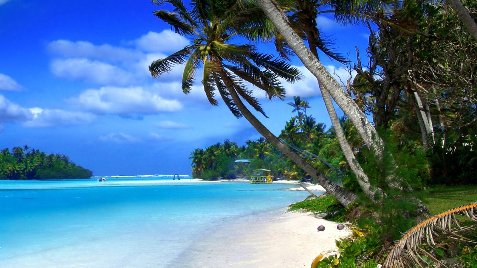 Beach Of Cayman Islands Tropical Landscape Ocean Blue Water And Green Palm Trees 2k