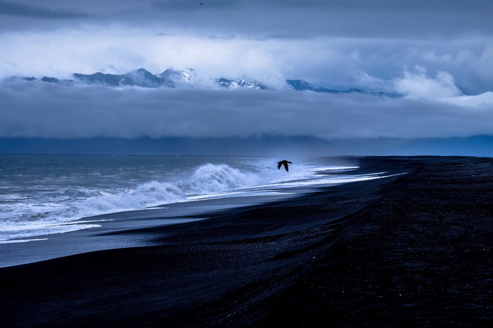 beach bird clouds cloudy dawn dramatic flying gloomy 2k 4k