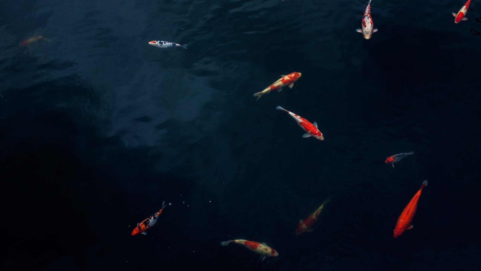 coi fish swim below the body of water koi pond carp outdoors 2k 4k 5k