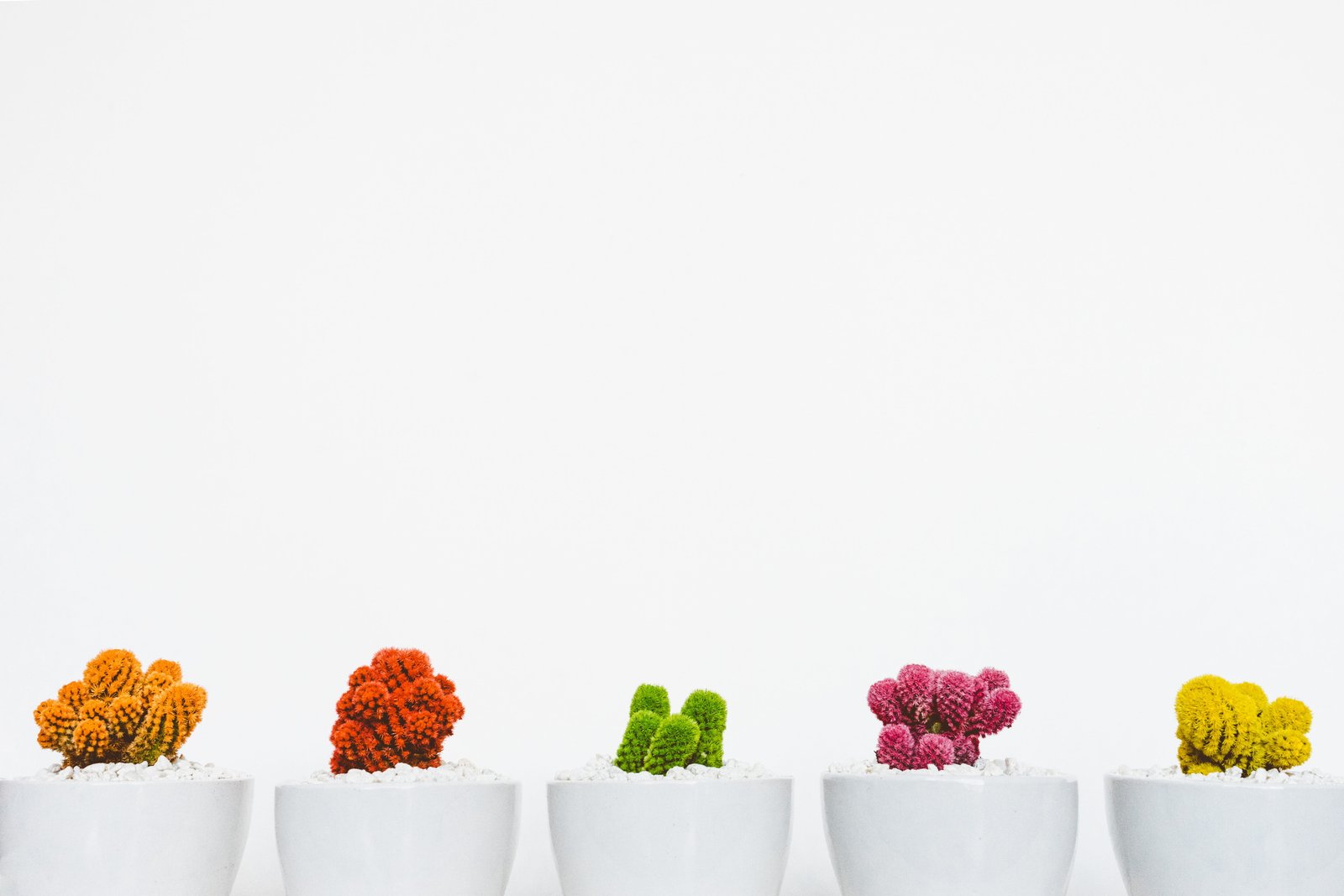 five white ceramic vase with cactus plants nature no People 2k 4k 5k