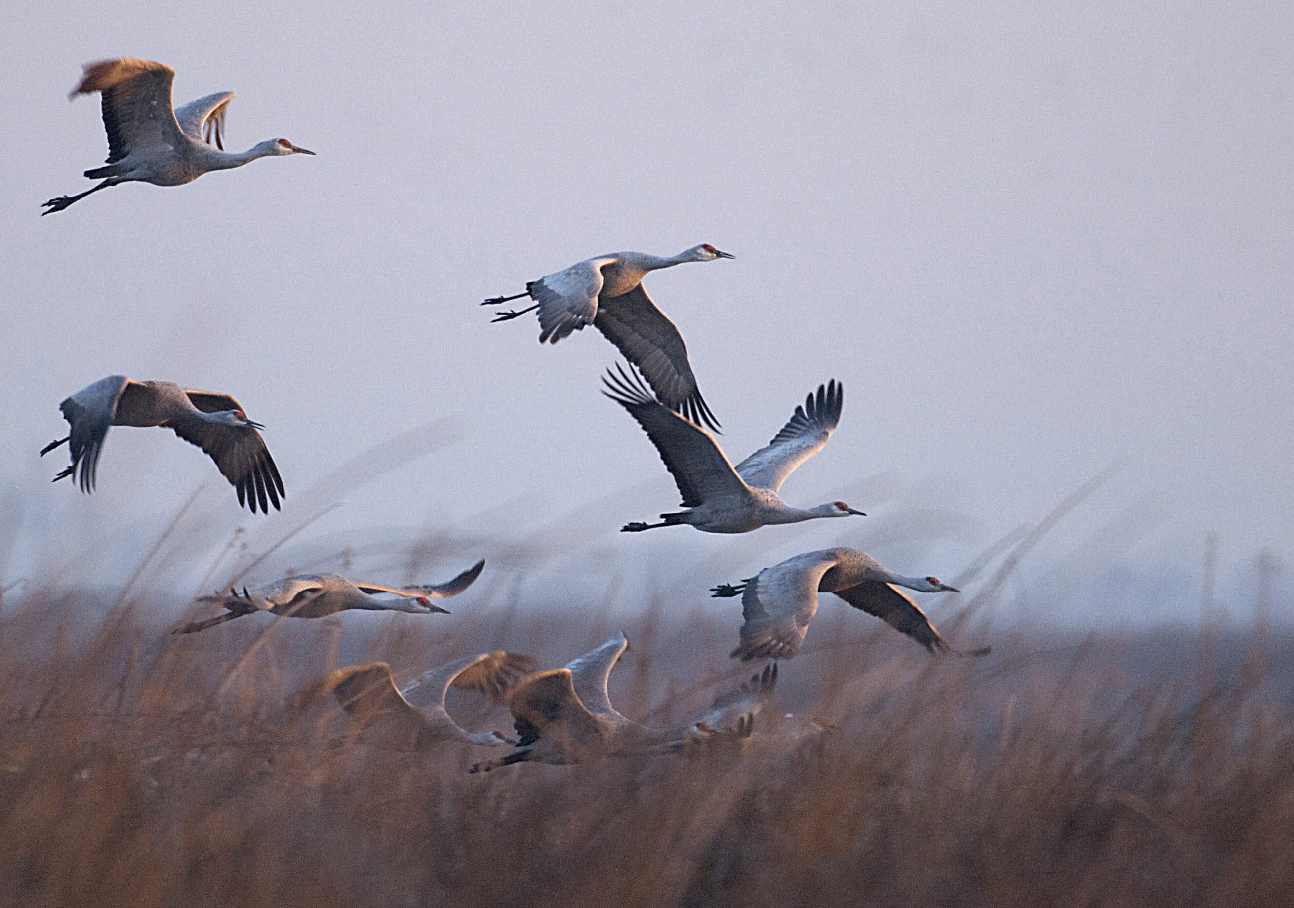 flock of gray birds flying during sunset Sunrise flight Sandhill Cranes 2k